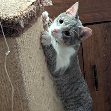 Mugwort, a Adoptable Domestic Short Hair in Johnstown, PA image 5/6