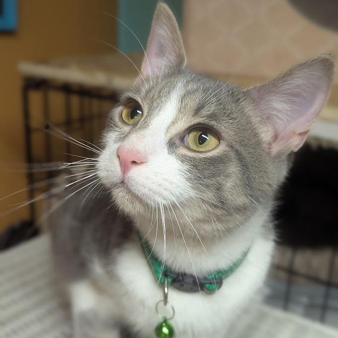 Mugwort, a Adoptable Domestic Short Hair in Johnstown, PA image 2/6
