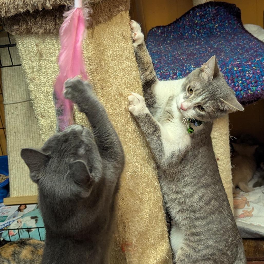 Mugwort, a Adoptable Domestic Short Hair in Johnstown, PA image 3/6