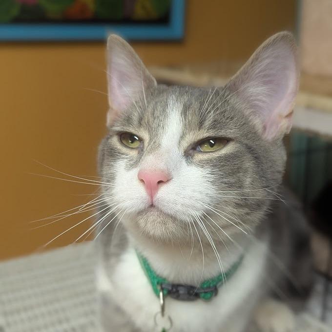 Mugwort, a Adoptable Domestic Short Hair in Johnstown, PA image 4/6