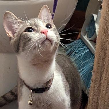 Mugwort, a Adoptable Domestic Short Hair in Johnstown, PA image 6/6