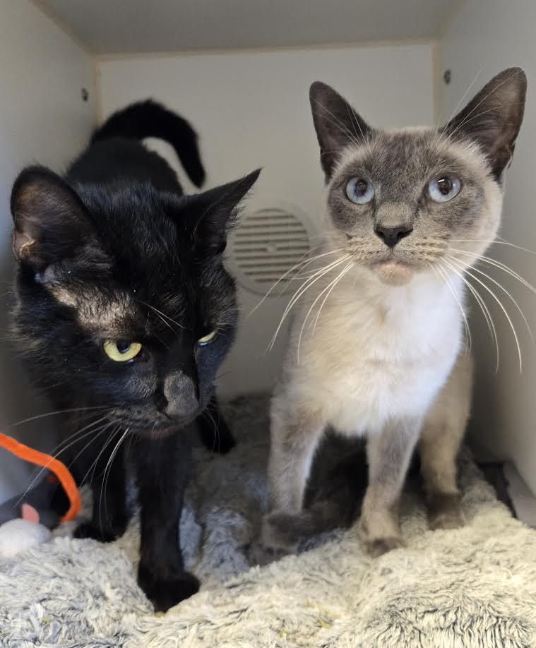 Scarlet and Nova, ADOPTABLE, Adult Female Domestic Short Hair.