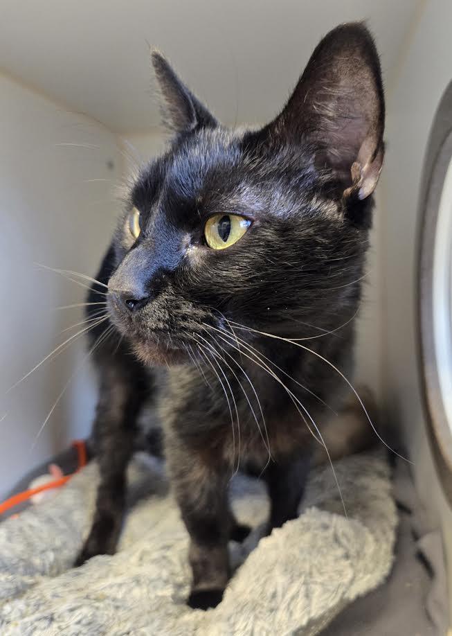 Scarlet and Nova, a ADOPTABLE mixed breed in Bellingham, WA image 3/3