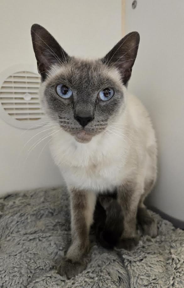 Scarlet and Nova, a ADOPTABLE mixed breed in Bellingham, WA image 2/3