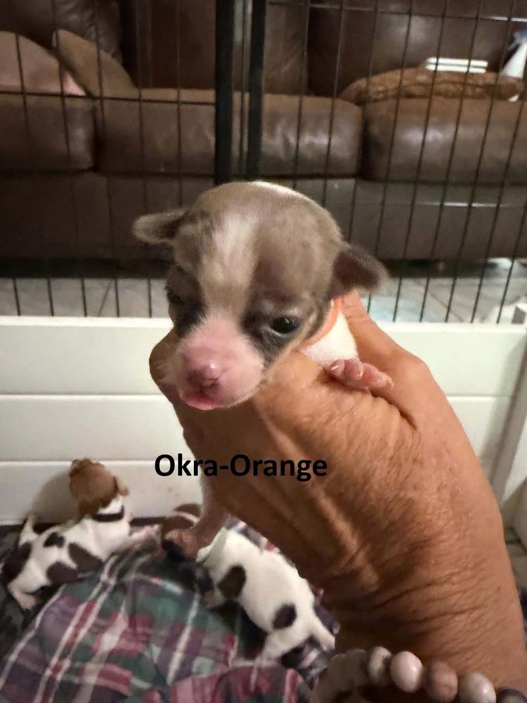Enlarge Okra, a Adoptable mixed breed in Middletown, CT image 4/4