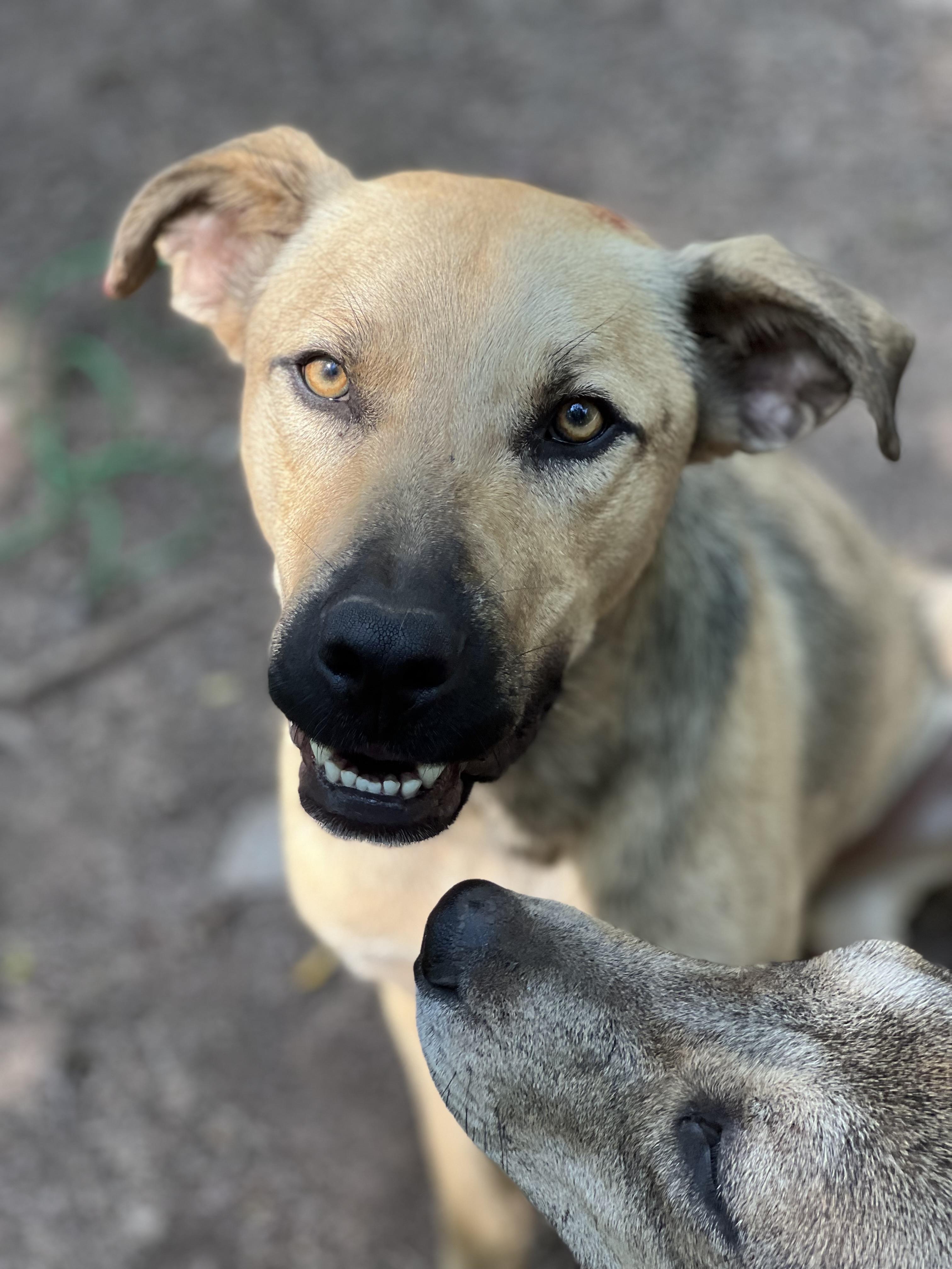 Donner, Young Male German Shepherd Dog