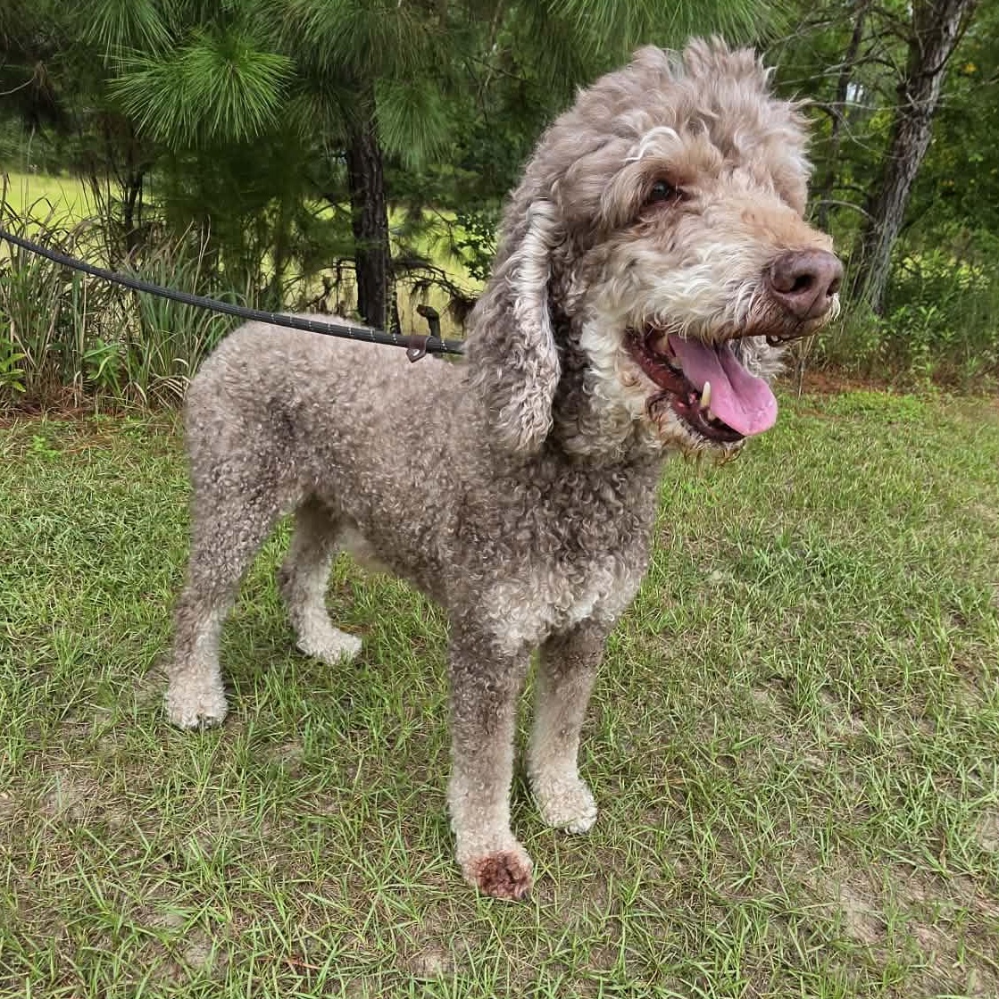 Nora, a Adoptable Poodle in Jackson, MI image 6/6