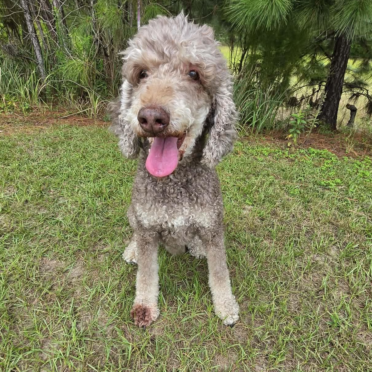 Nora, a Adoptable Poodle in Jackson, MI image 5/6