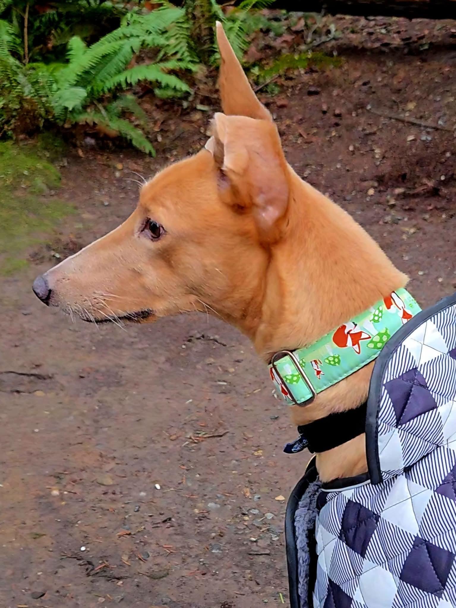 Enlarge Quince, an adoptable Greyhound in Seattle, WA image 2/2