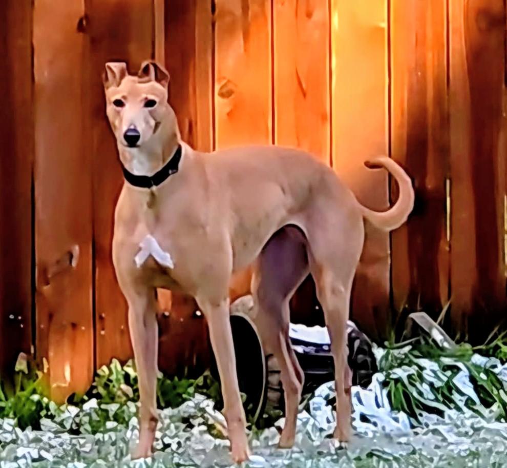 Enlarge Quince, an adoptable Greyhound in Seattle, WA image 1/3