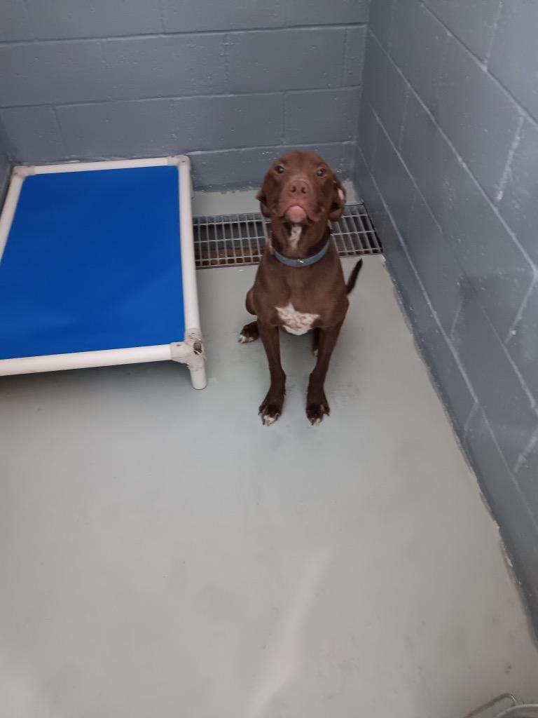 Chopper, Adopted, Adult Male Labrador Retriever.