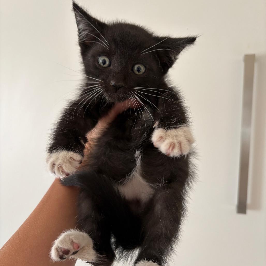 Enlarge Tarquin Oliver Nimrod, a Adoptable Domestic Short Hair in Costa Mesa, CA image 2/6