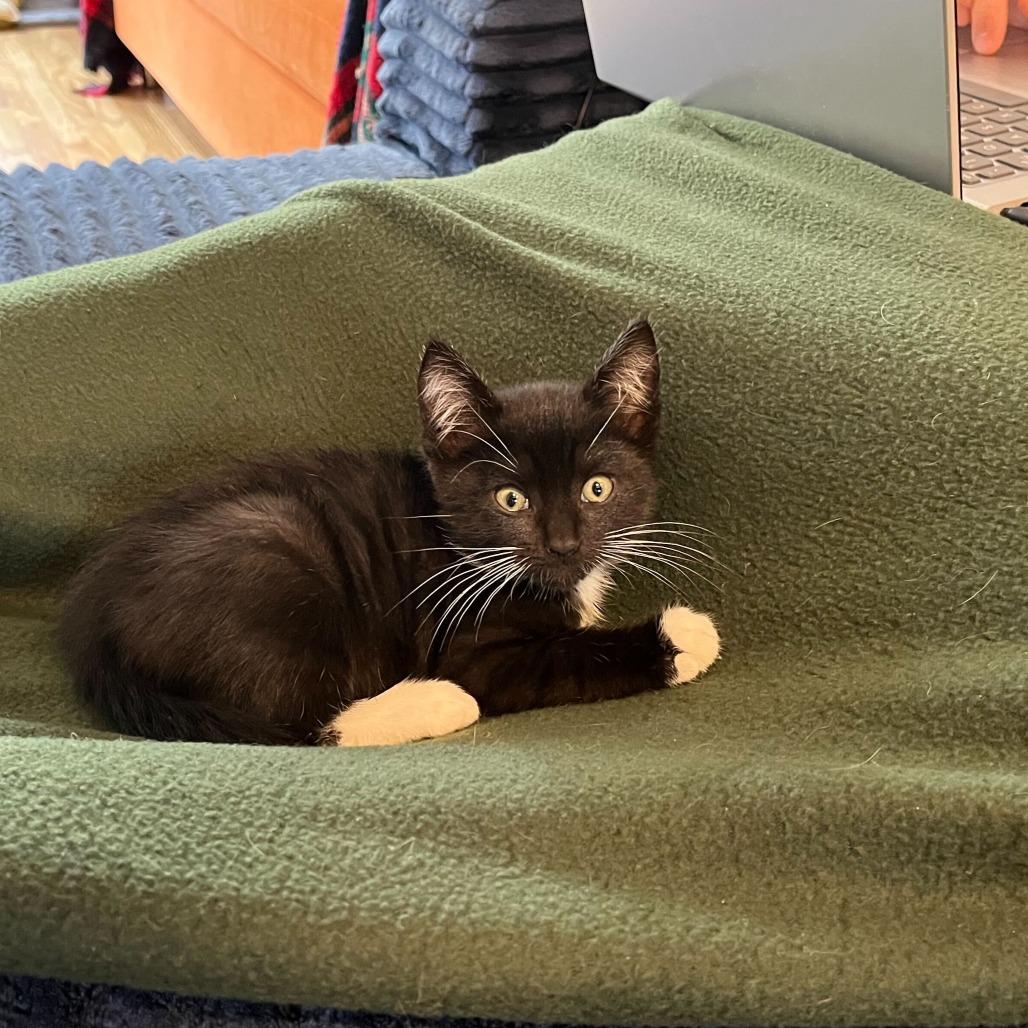 Enlarge Tarquin Oliver Nimrod, a Adoptable Domestic Short Hair in Costa Mesa, CA image 3/6
