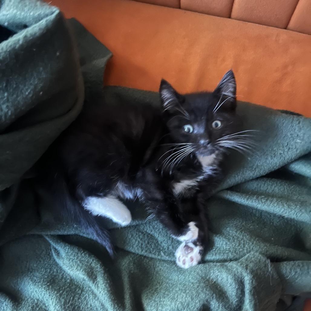 Enlarge Tarquin Oliver Nimrod, a Adoptable Domestic Short Hair in Costa Mesa, CA image 4/6