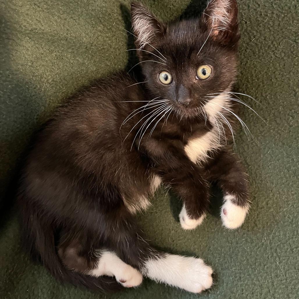Enlarge Tarquin Oliver Nimrod, a Adoptable Domestic Short Hair in Costa Mesa, CA image 5/6