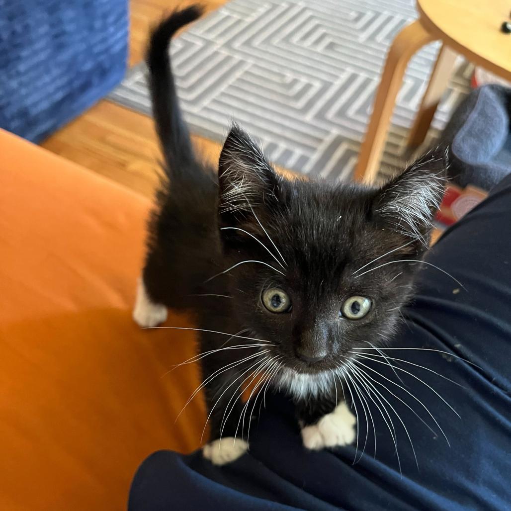 Enlarge Tarquin Oliver Nimrod, a Adoptable Domestic Short Hair in Costa Mesa, CA image 6/6