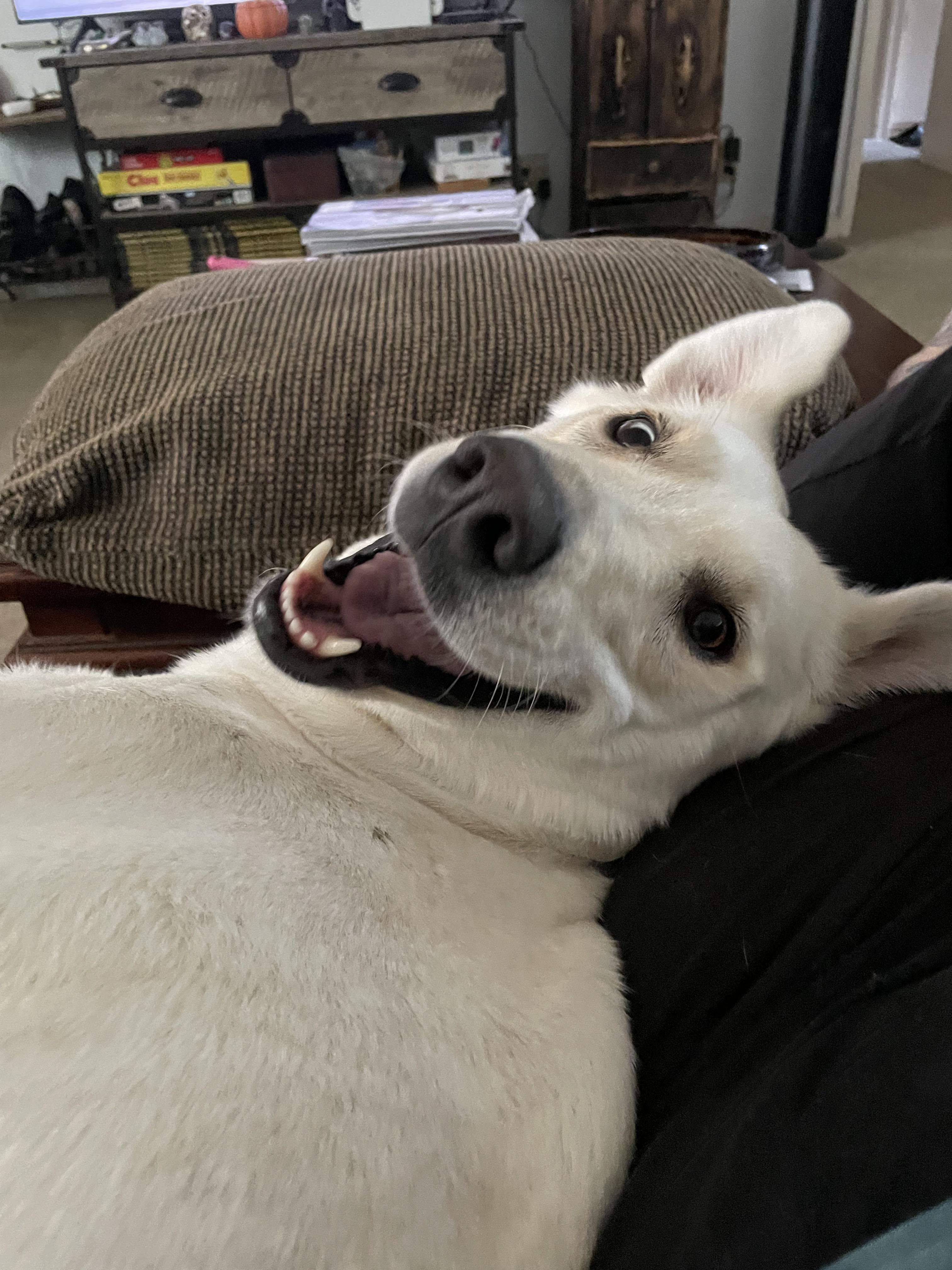 Enlarge Luna Grace, a Adoptable mixed breed in Tracy, CA image 1/6