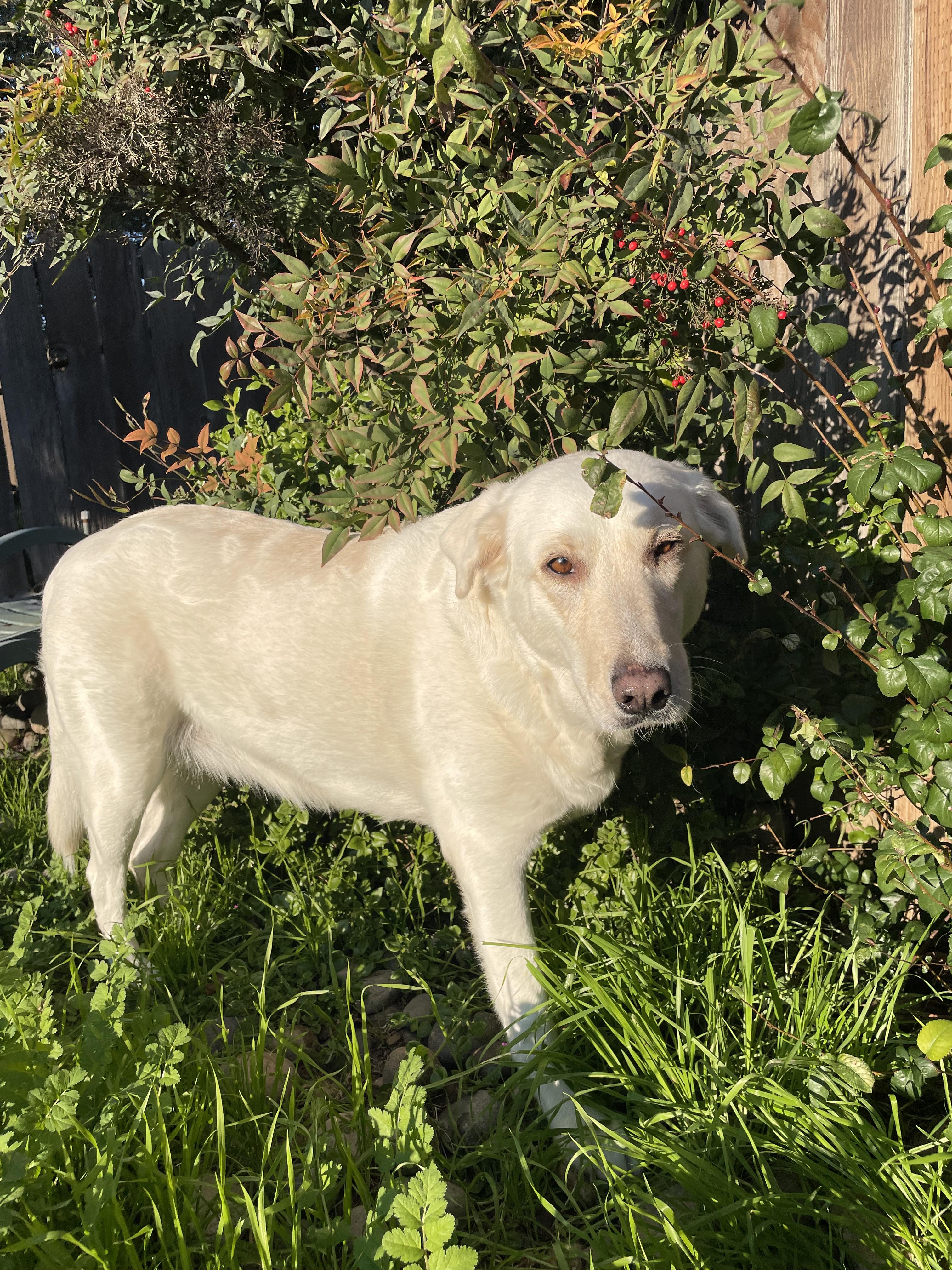 Luna Grace, a Adoptable mixed breed in Tracy, CA image 1/6