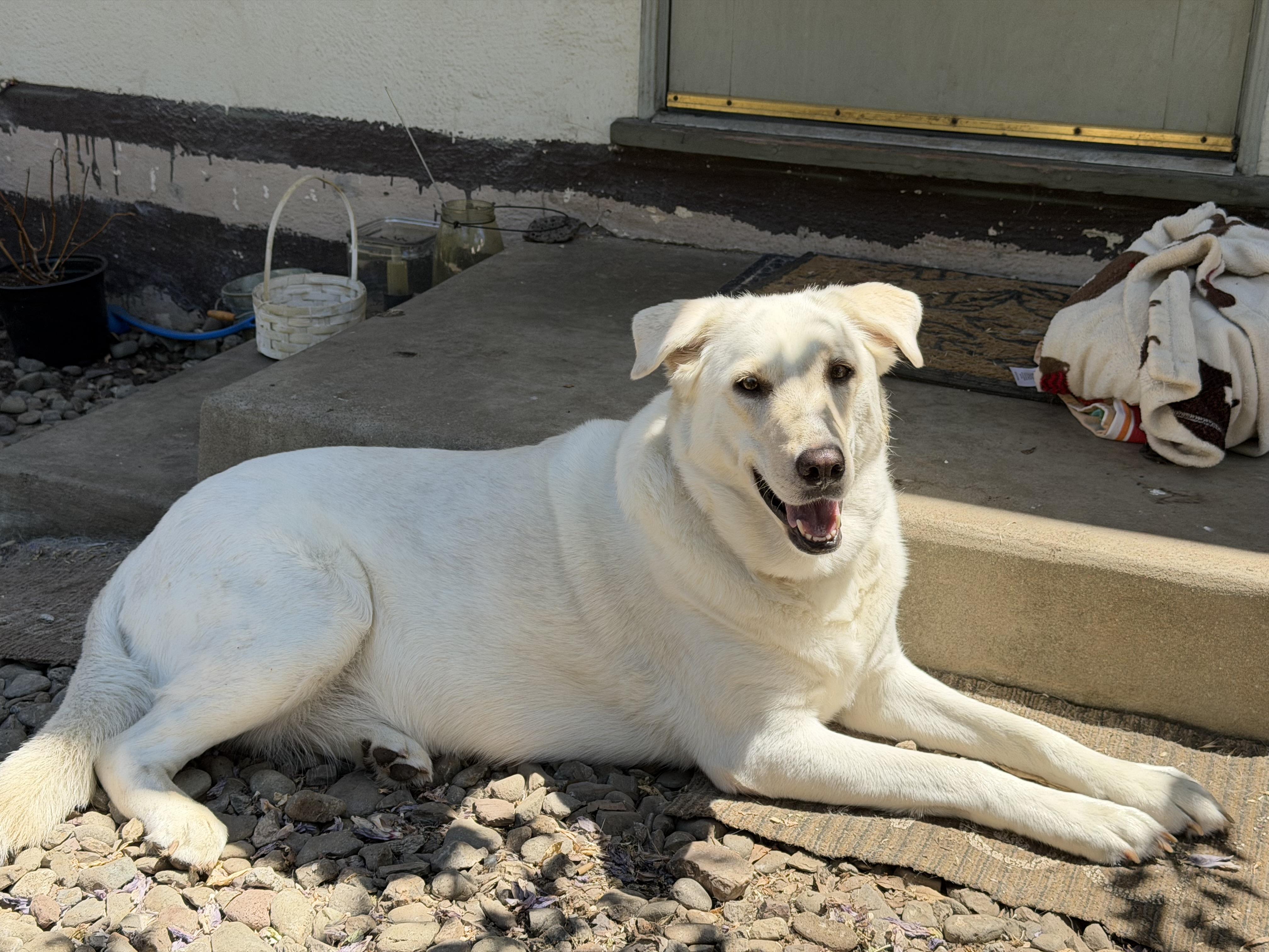 Luna Grace, a Adoptable mixed breed in Tracy, CA image 1/6