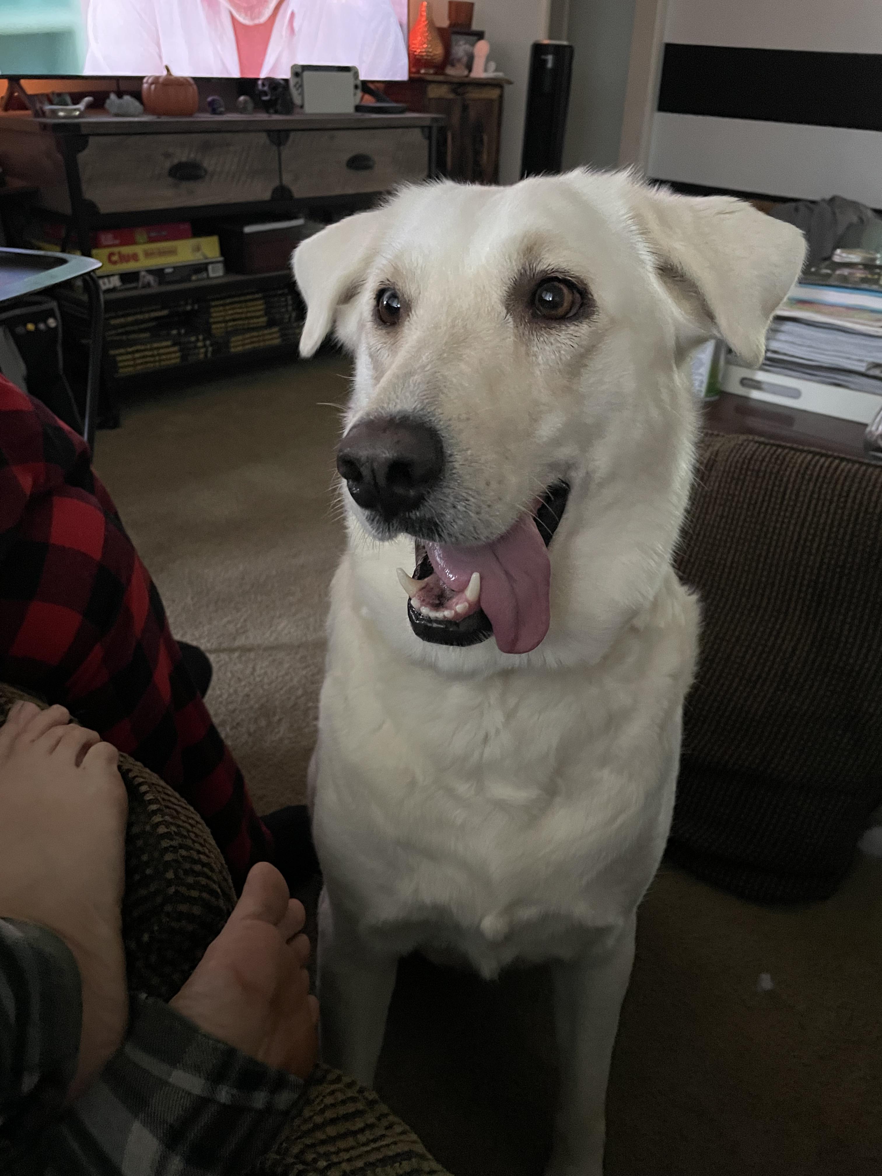 Luna Grace, a Adoptable mixed breed in Tracy, CA image 2/6