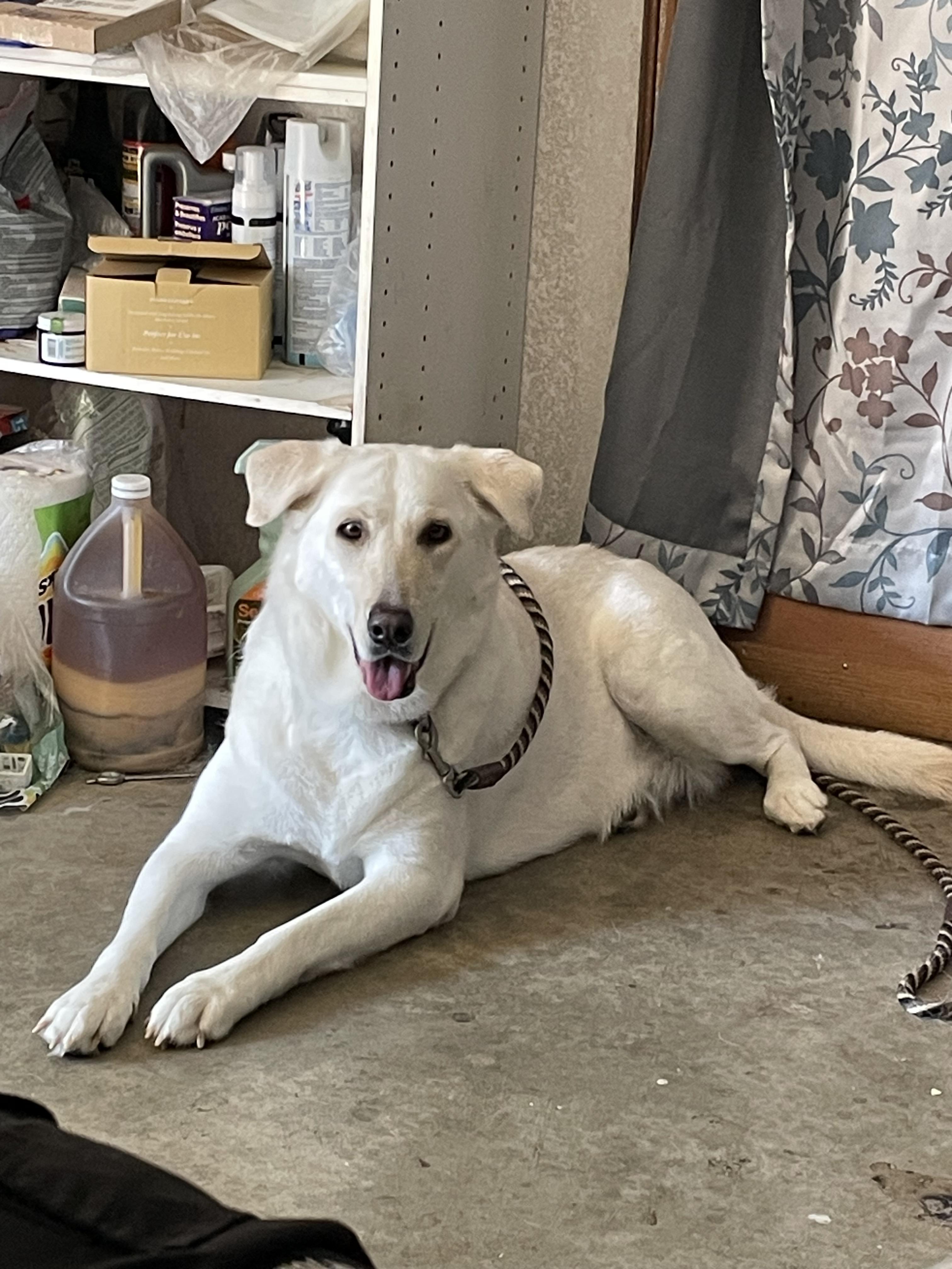 Luna Grace, Adoptable, Adult Female Labrador Retriever.