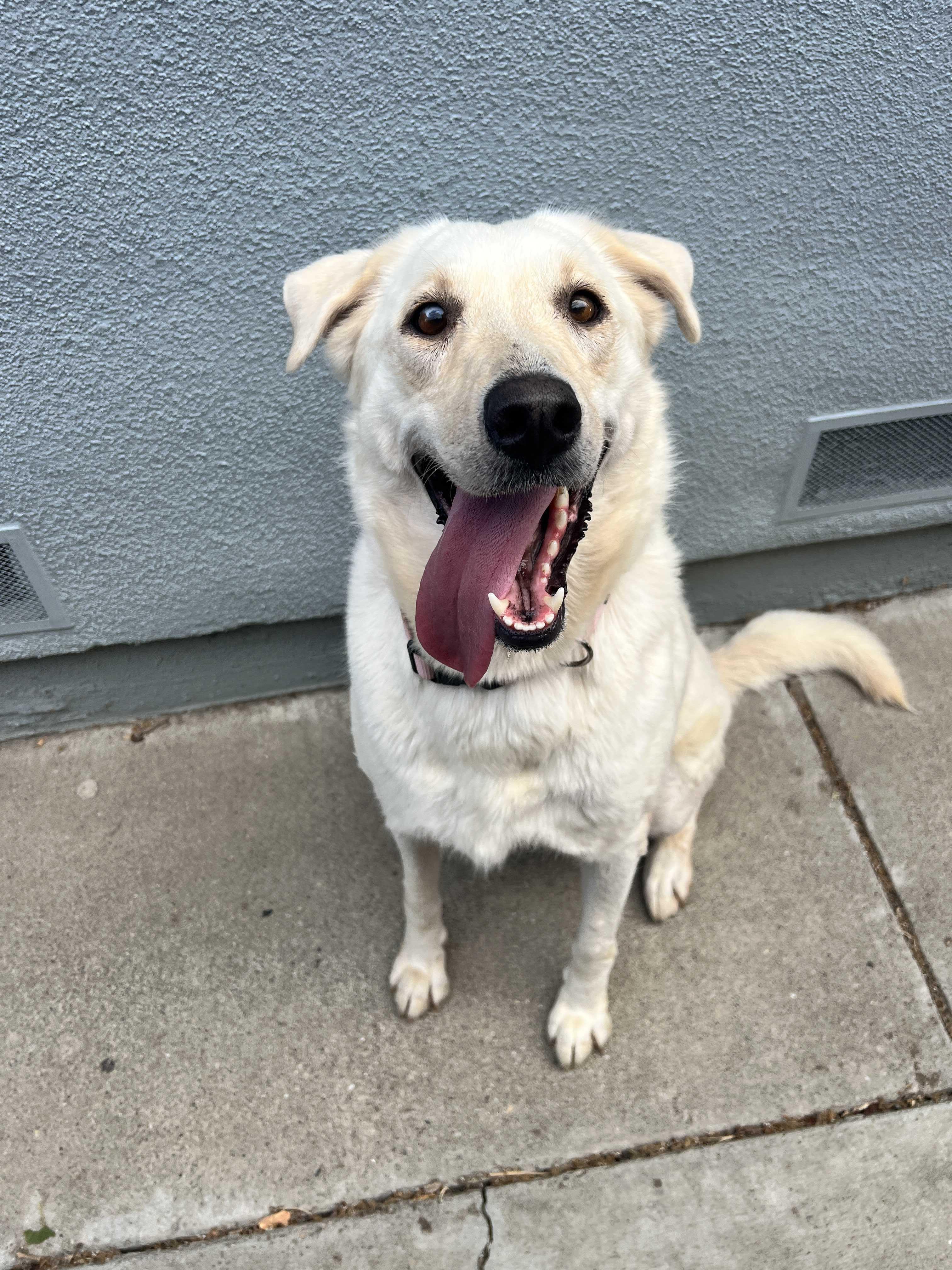 Luna Grace, Adoptable, Adult Female Labrador Retriever.