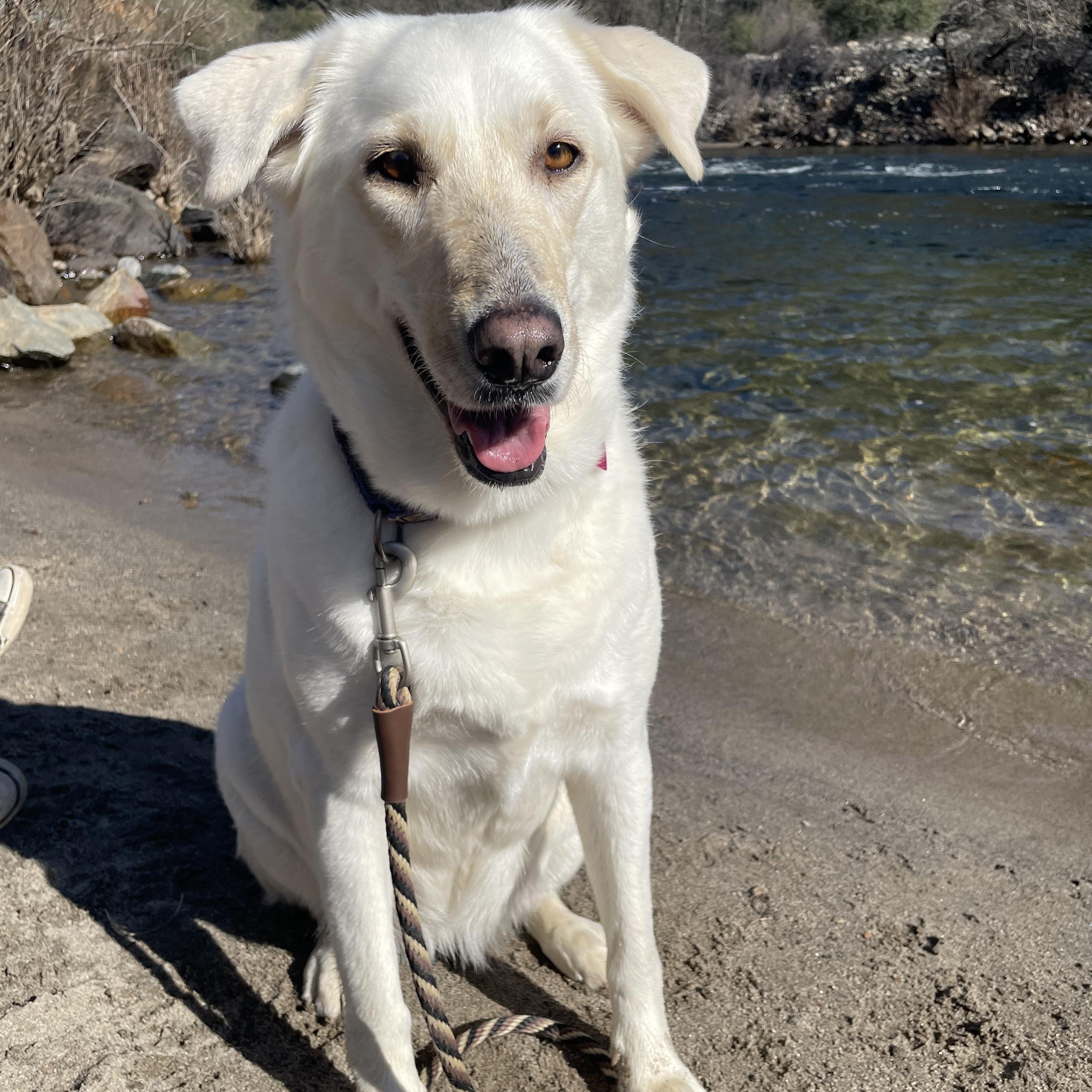 Enlarge Luna Grace, a Adoptable mixed breed in Tracy, CA image 5/6