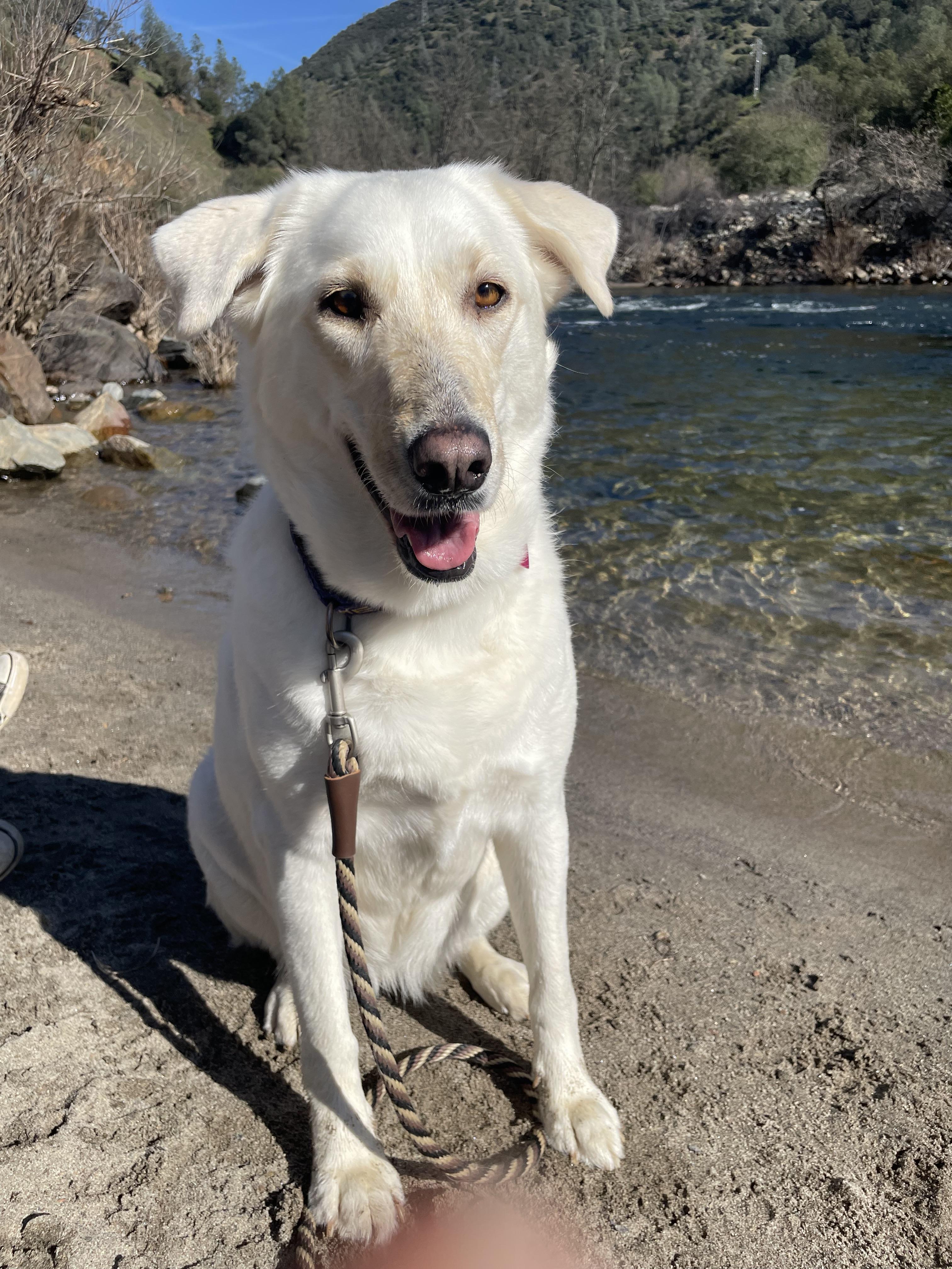 Luna Grace, a Adoptable mixed breed in Tracy, CA image 3/6