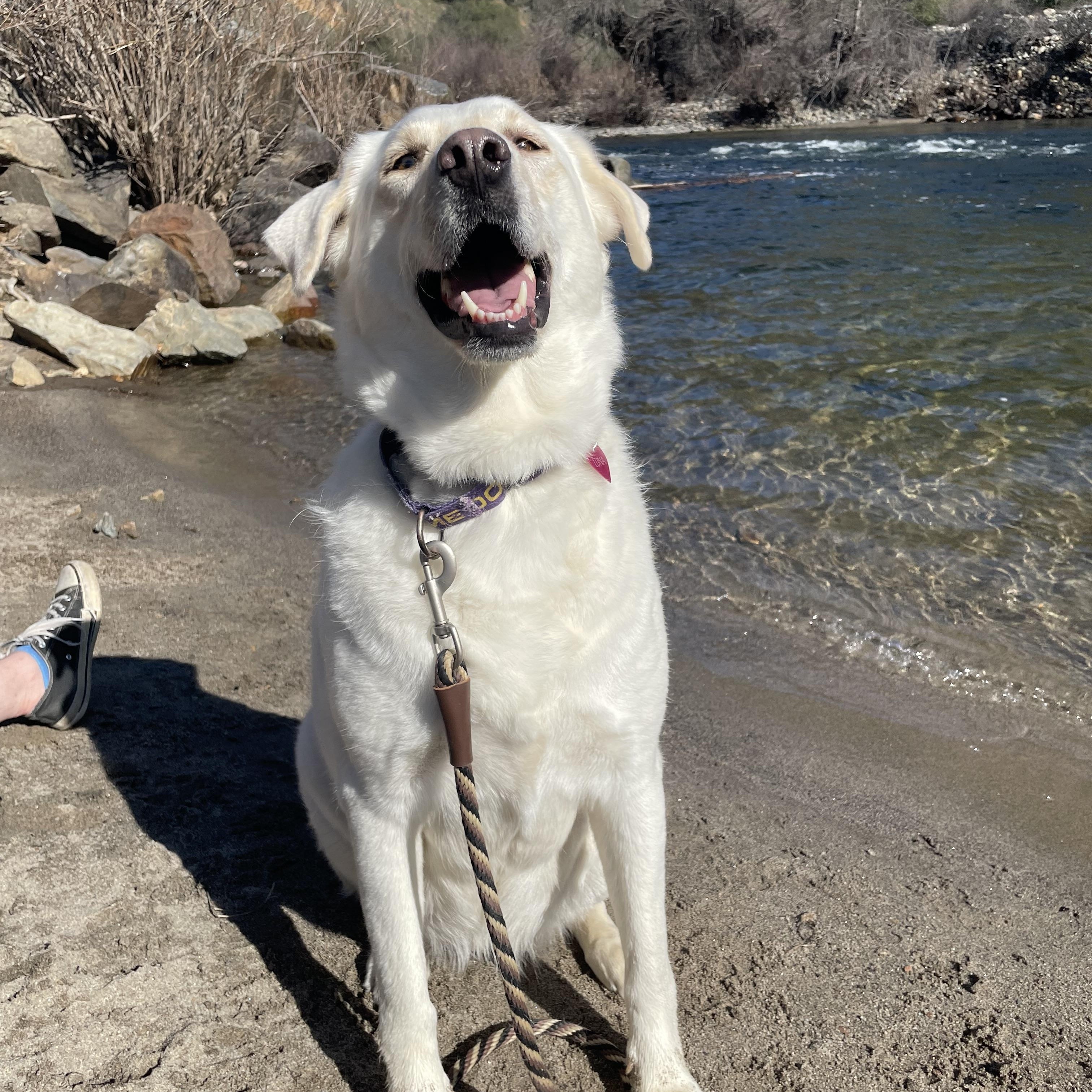 Luna Grace, Adoptable, Adult Female Labrador Retriever.