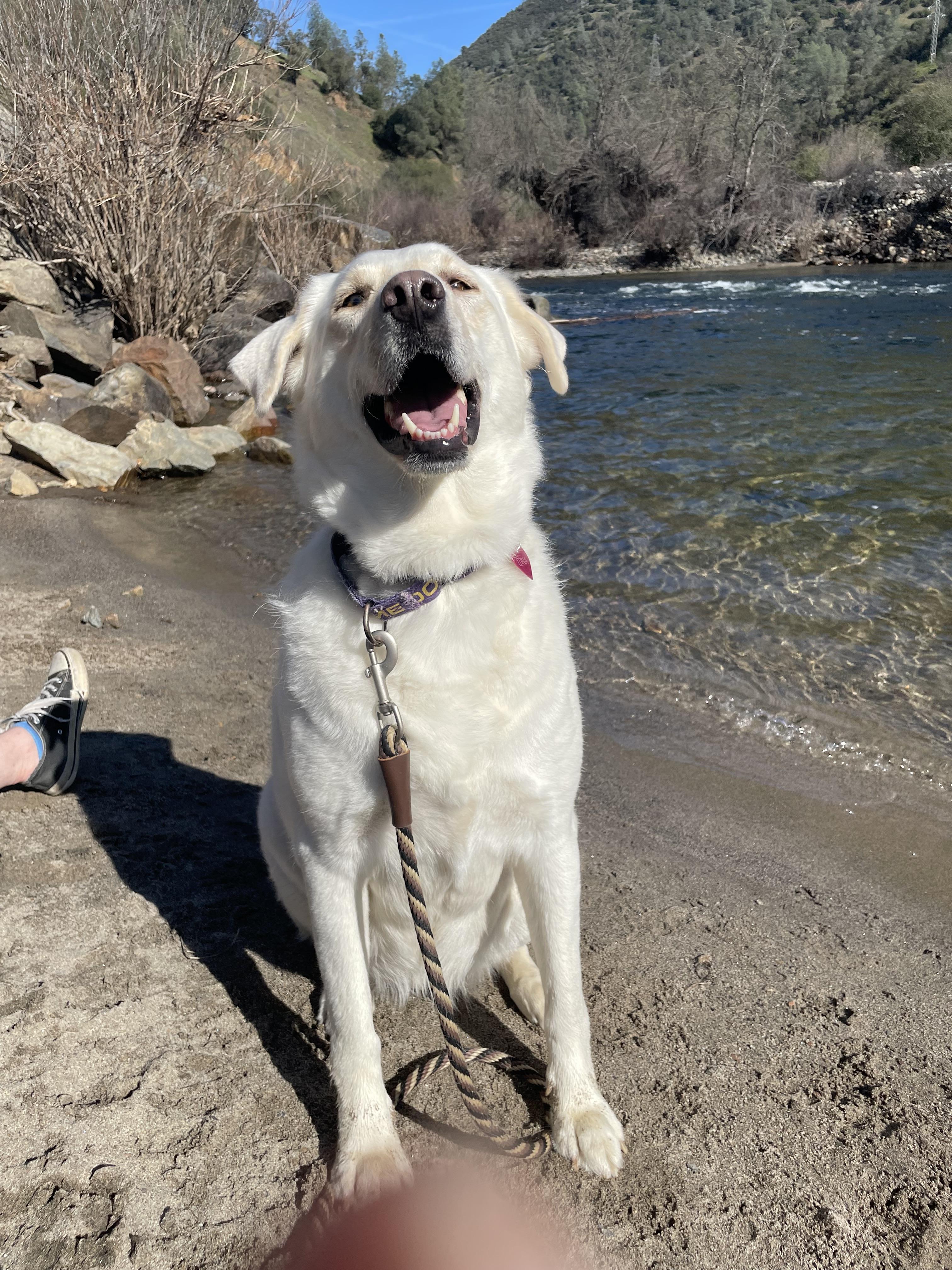 Luna Grace, a Adoptable mixed breed in Tracy, CA image 4/6