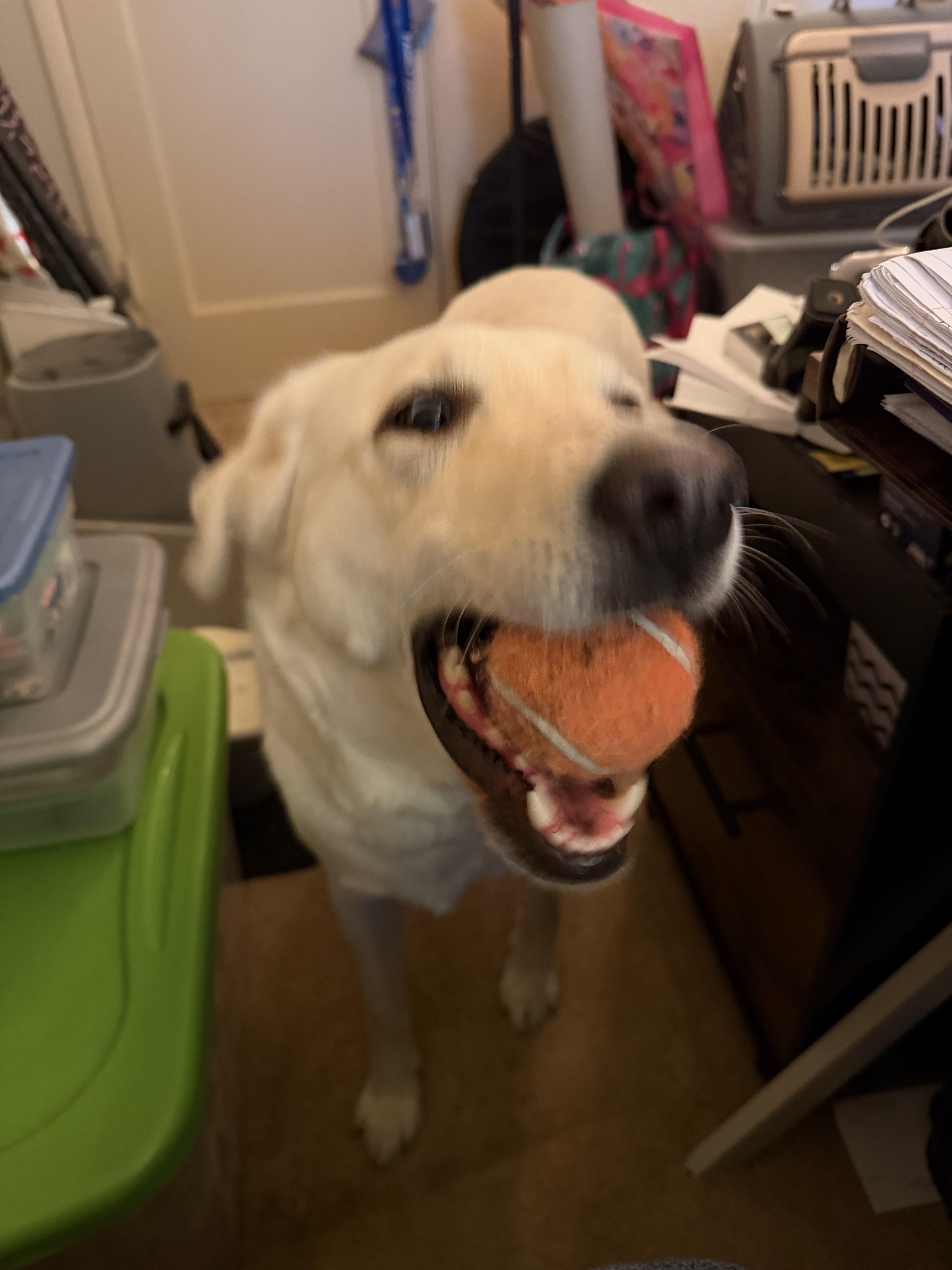 Enlarge Luna Grace, a Adoptable mixed breed in Tracy, CA image 2/6