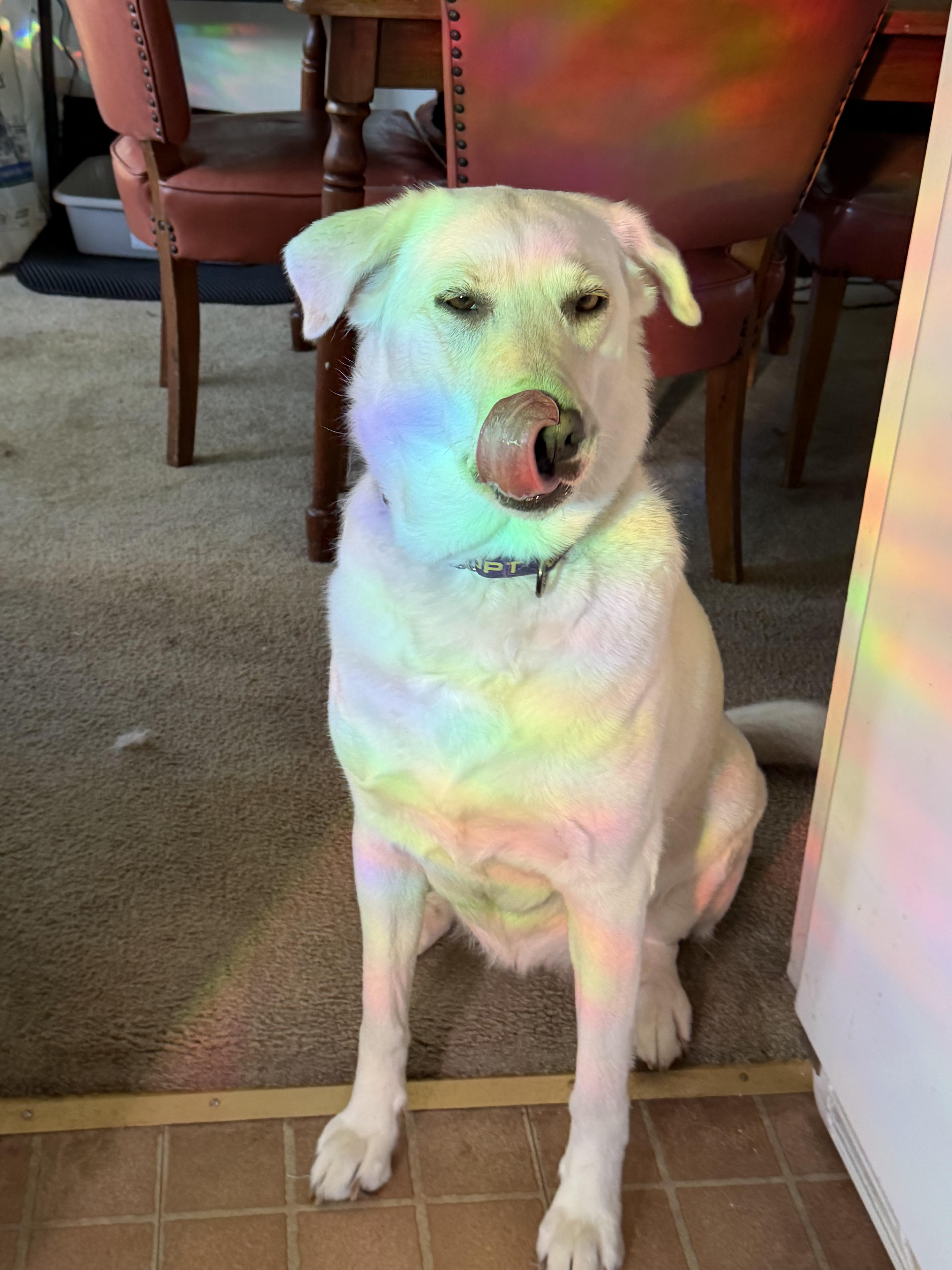 Enlarge Luna Grace, a Adoptable mixed breed in Tracy, CA image 3/6