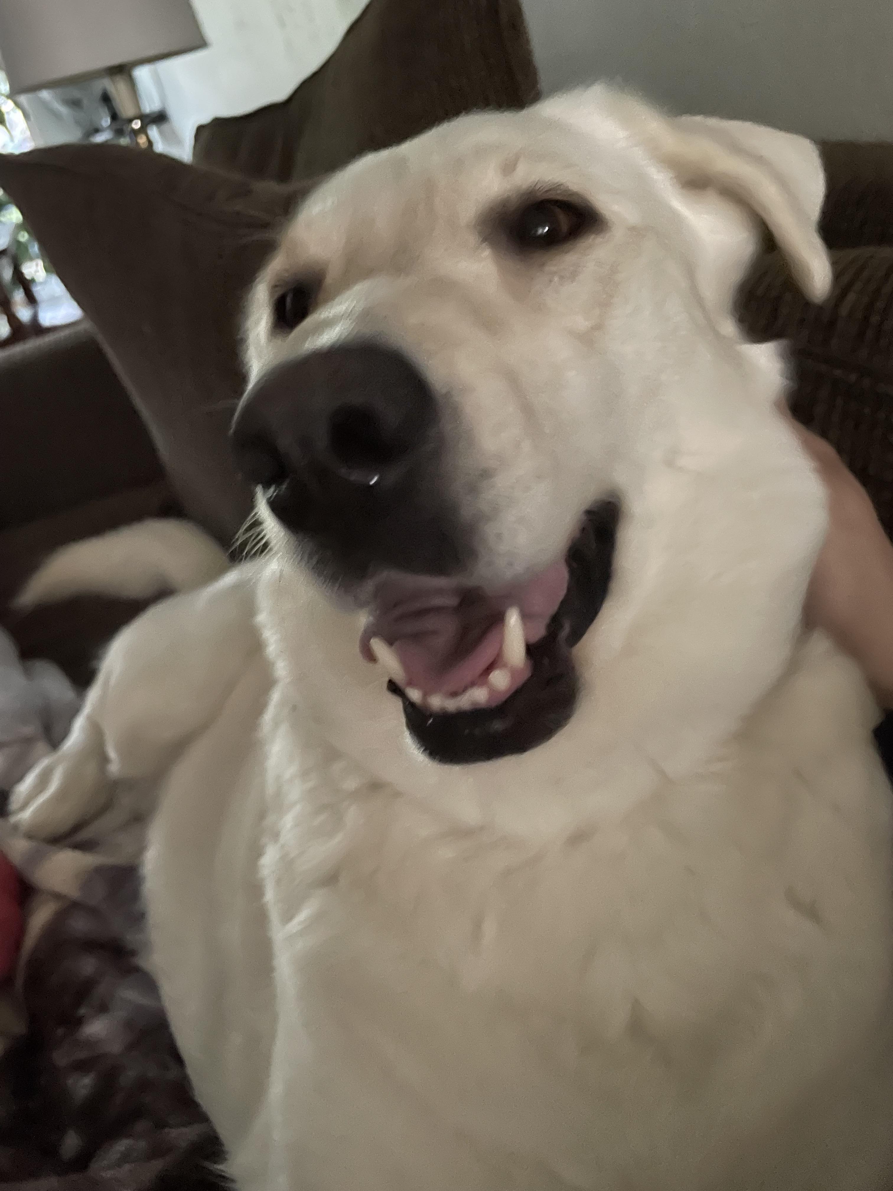 Luna Grace, a Adoptable mixed breed in Tracy, CA image 5/6