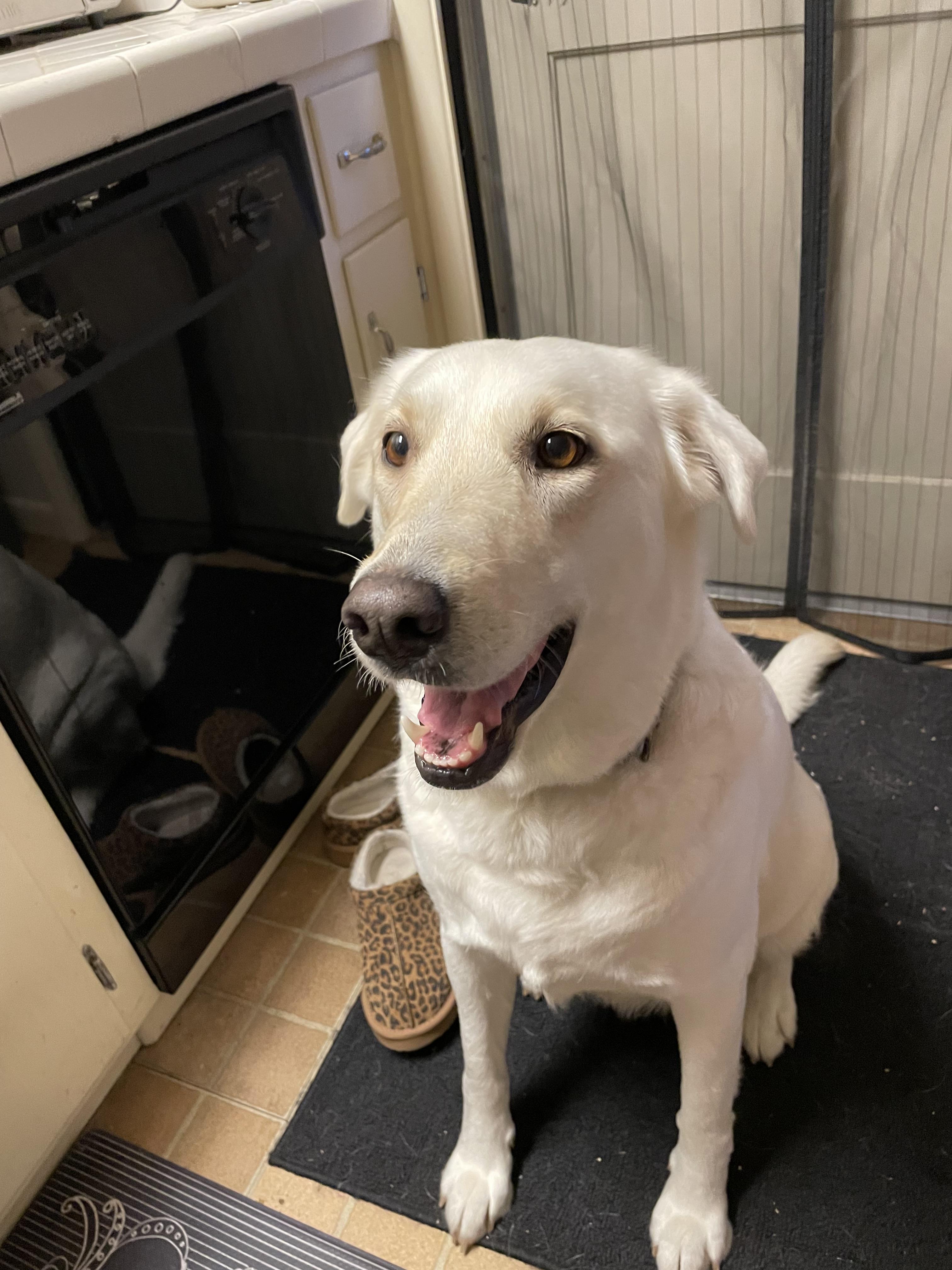 Luna Grace, a Adoptable mixed breed in Tracy, CA image 6/6