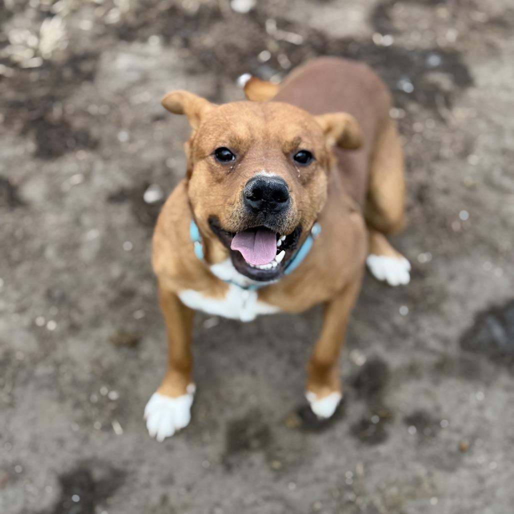 Enlarge Jed, a Adoptable Mixed Breed in Norfolk, NE image 1/2