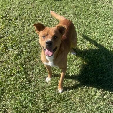 Enlarge Jed, a Adoptable Mixed Breed in Norfolk, NE image 2/2