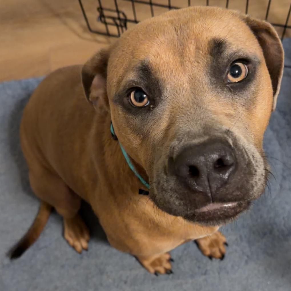 Enlarge Ava, a Adoptable Mixed Breed in Bartlett, TN image 1/6