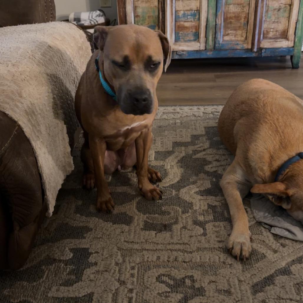 Enlarge Ava, a Adoptable Mixed Breed in Bartlett, TN image 2/6