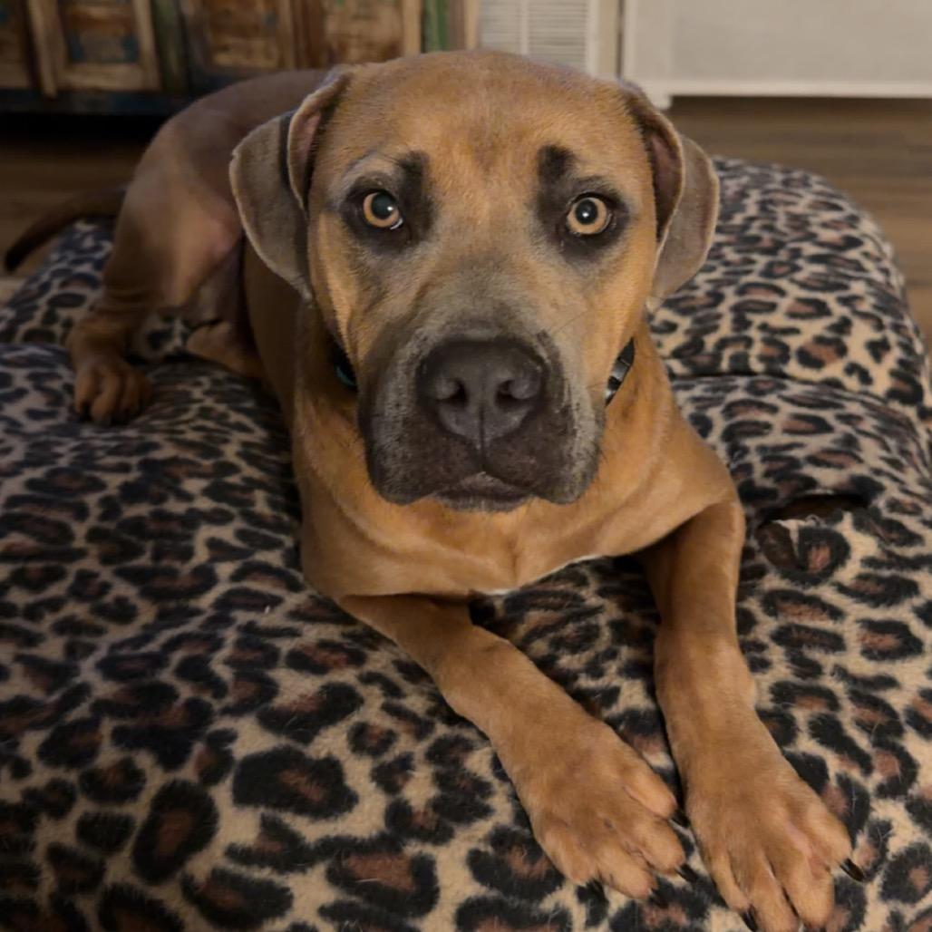 Enlarge Ava, a Adoptable Mixed Breed in Bartlett, TN image 3/6