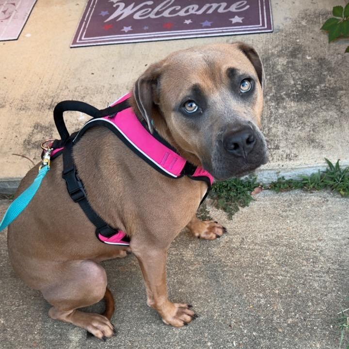 Enlarge Ava, a Adoptable Mixed Breed in Bartlett, TN image 4/6