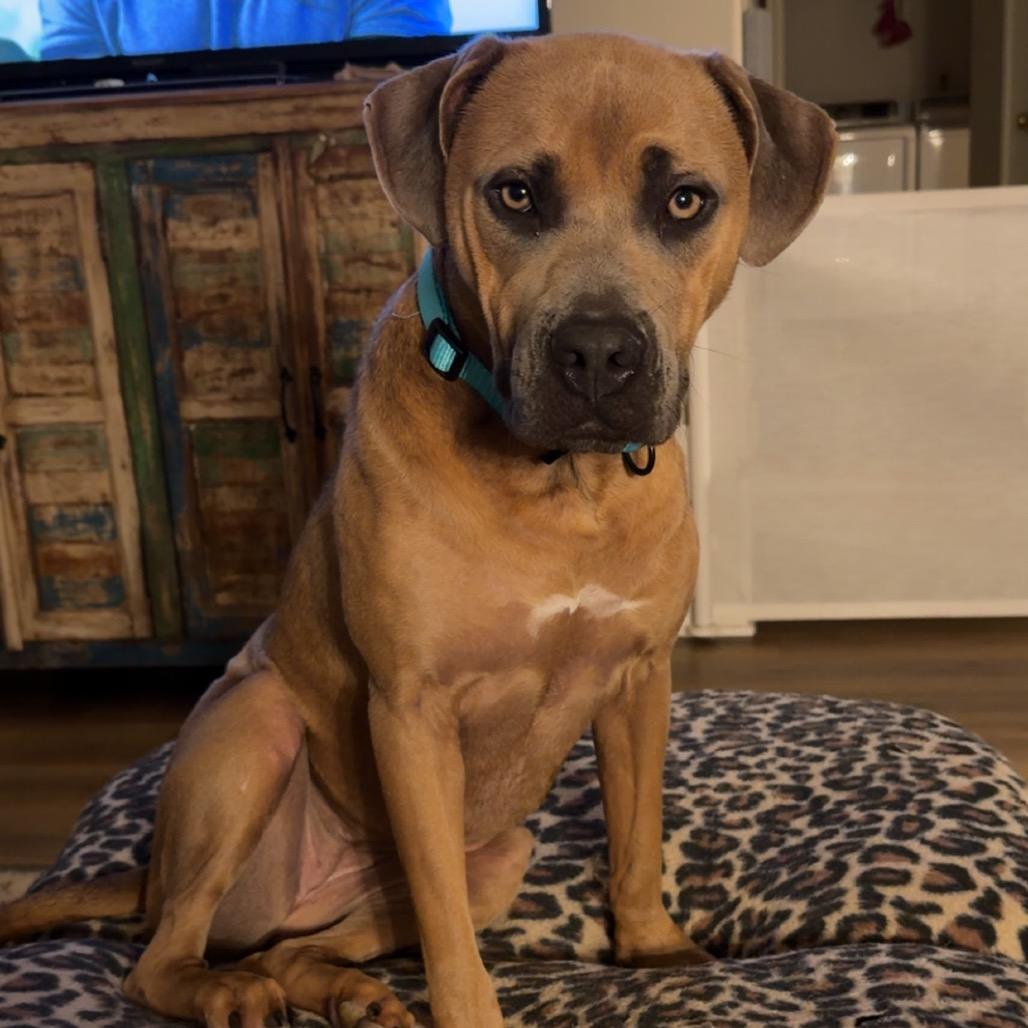 Enlarge Ava, a Adoptable Mixed Breed in Bartlett, TN image 5/6