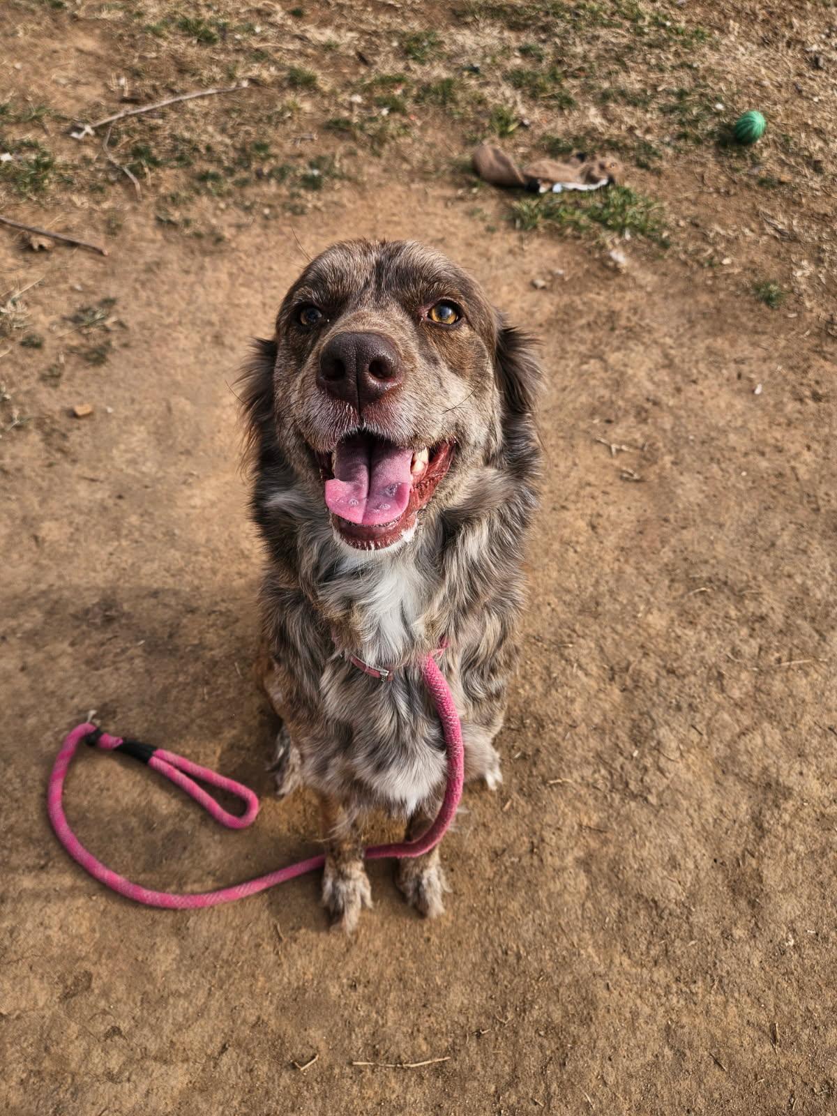 Enlarge Callie, a ADOPTABLE mixed breed in Culpeper, VA image 2/2