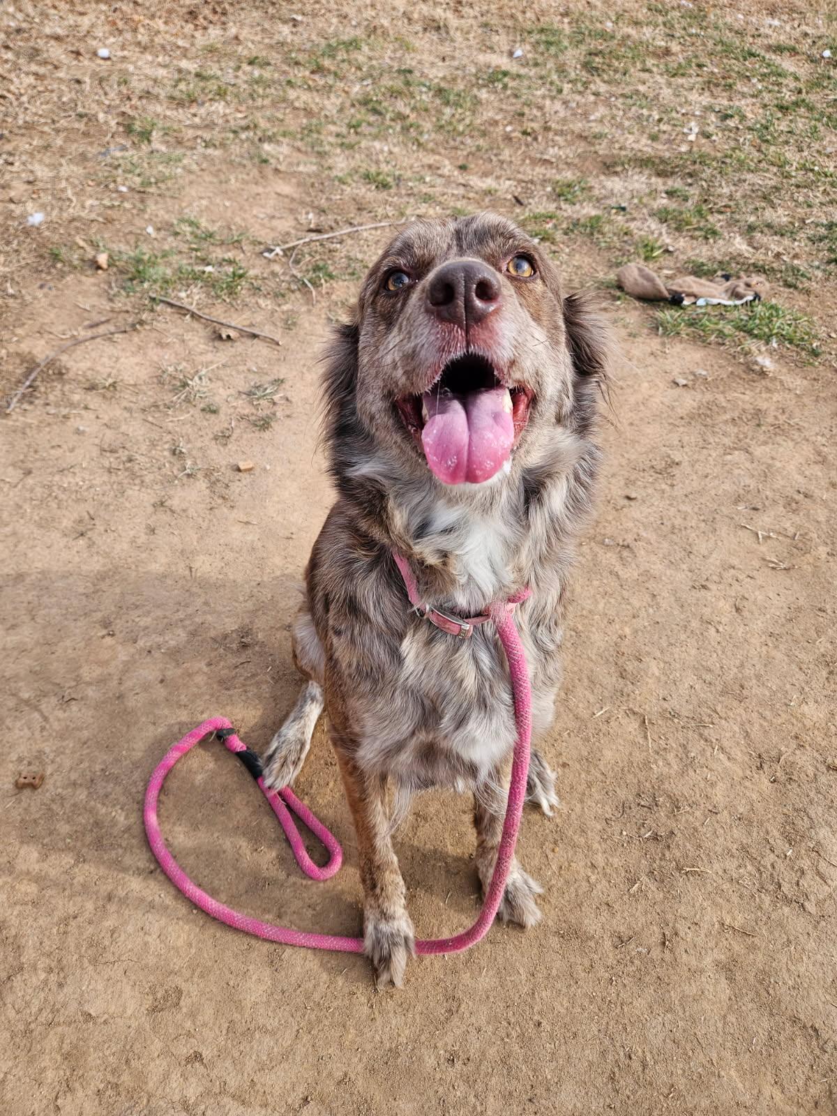 Enlarge Callie, a ADOPTABLE mixed breed in Culpeper, VA image 1/2