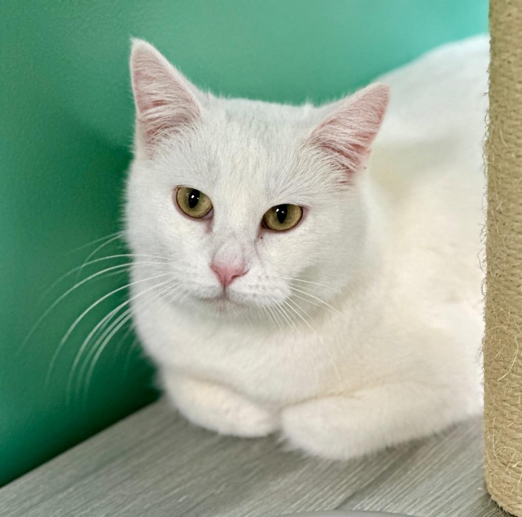 Enlarge Lily, a Adoptable mixed breed in Waynesville, MO image 1/2