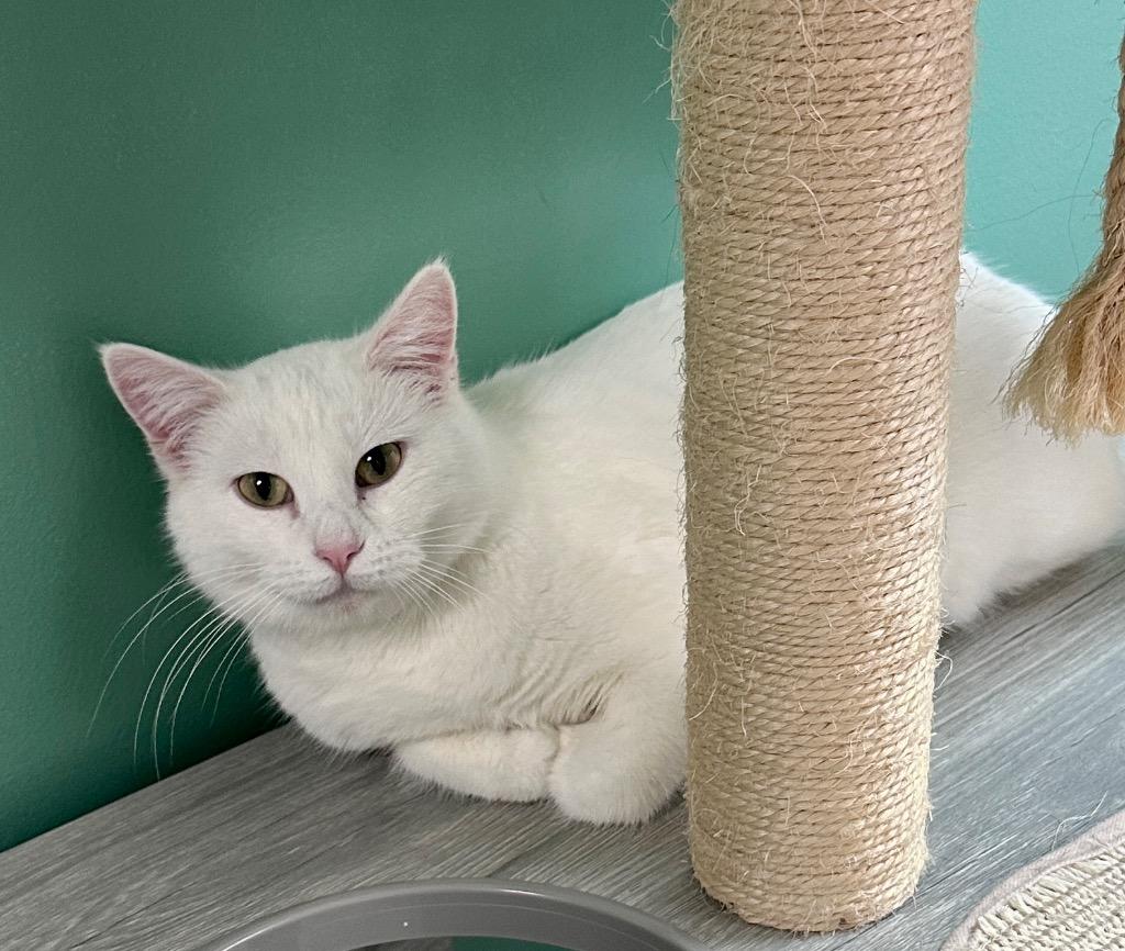 Enlarge Lily, a Adoptable mixed breed in Waynesville, MO image 2/2