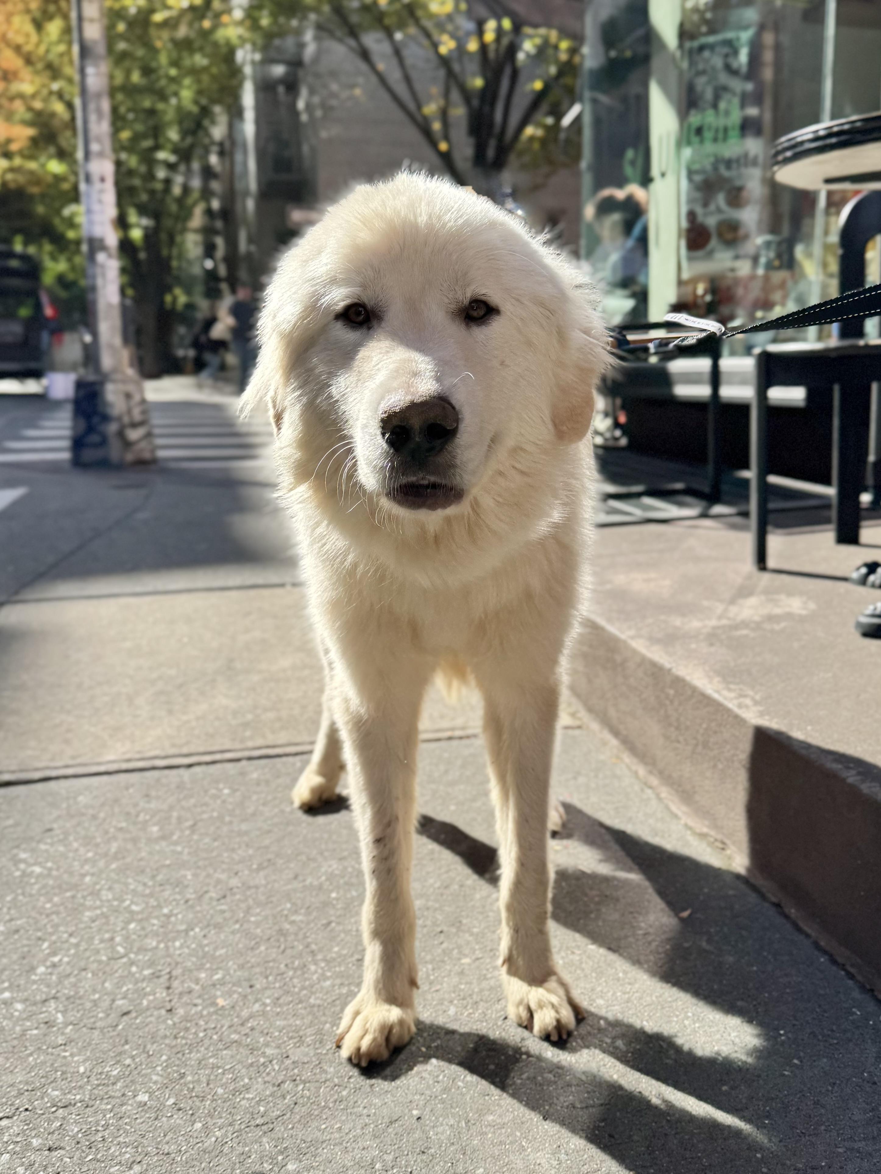 Enlarge Alabaster, a Adoptable mixed breed in New York, NY image 5/6