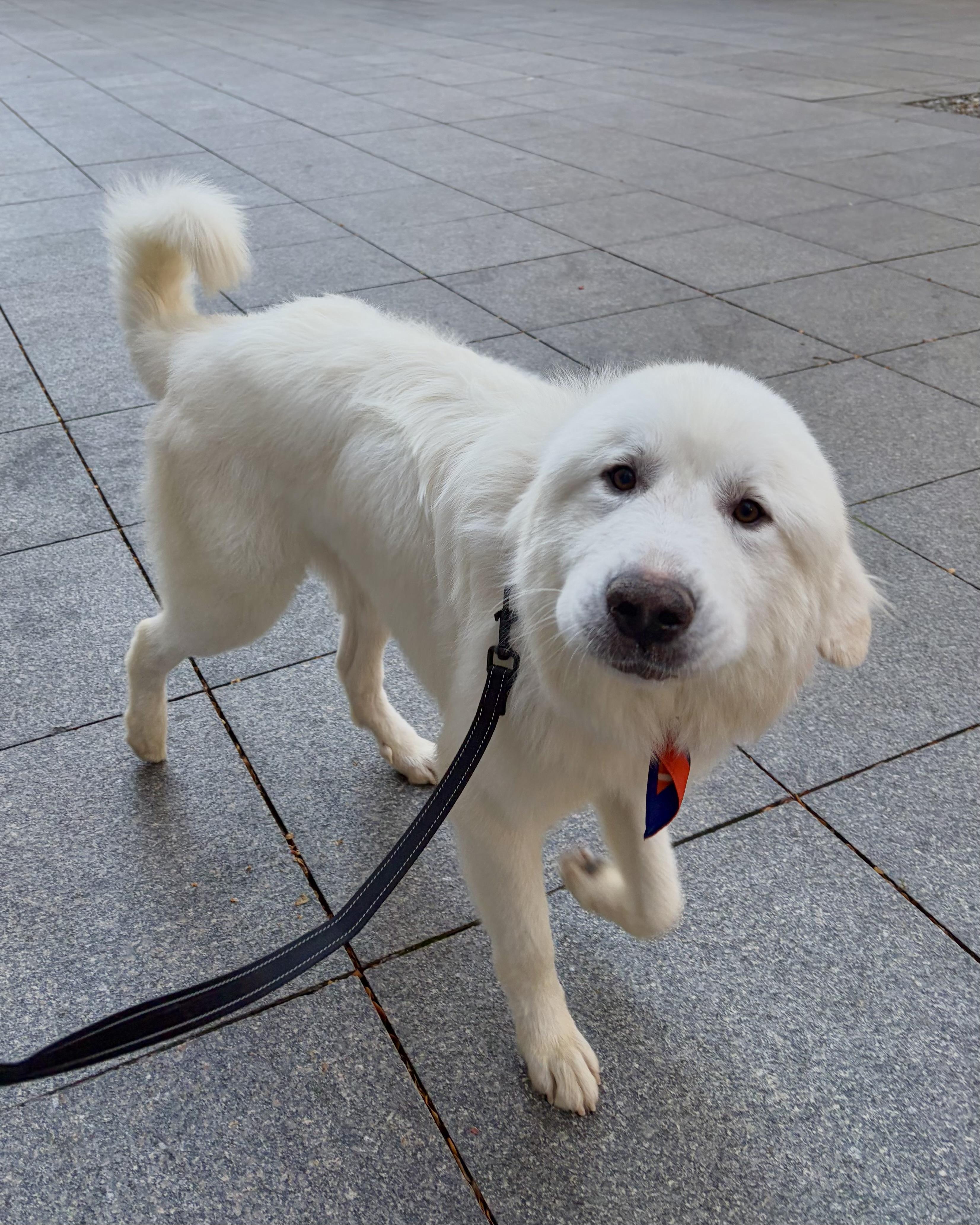 Enlarge Alabaster, a Adoptable mixed breed in New York, NY image 3/6