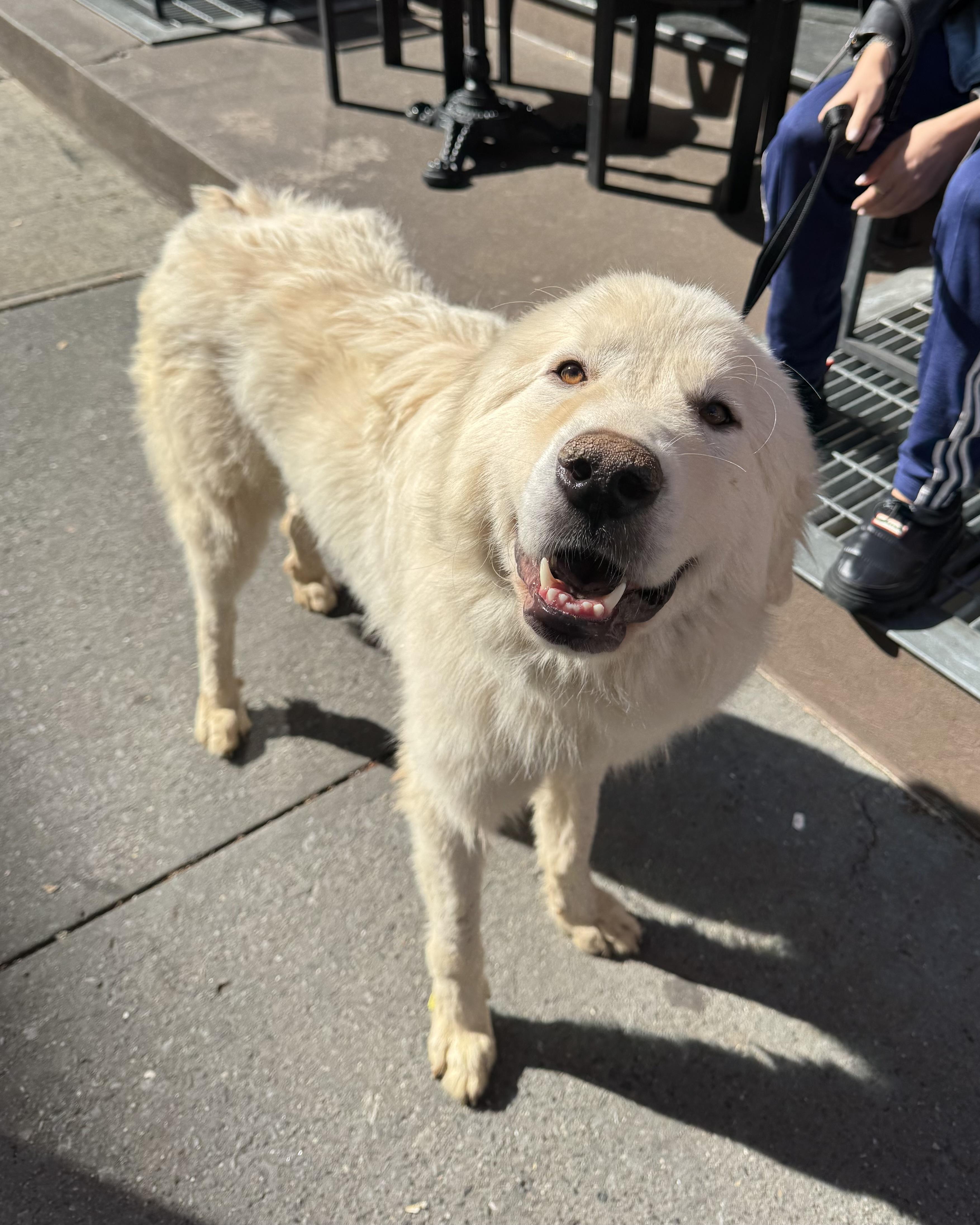 Enlarge Alabaster, a Adoptable mixed breed in New York, NY image 4/6