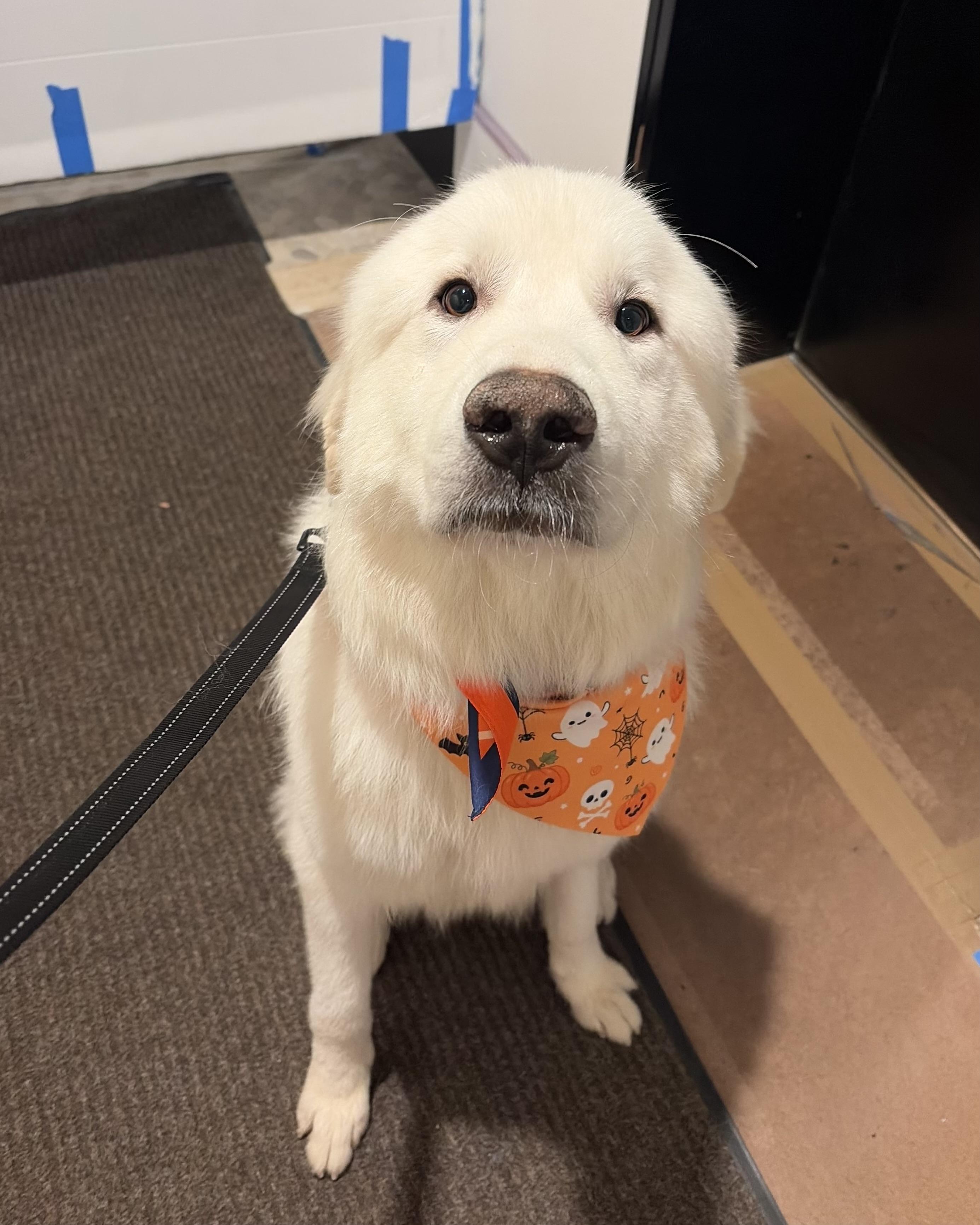 Enlarge Alabaster, a Adoptable mixed breed in New York, NY image 2/6