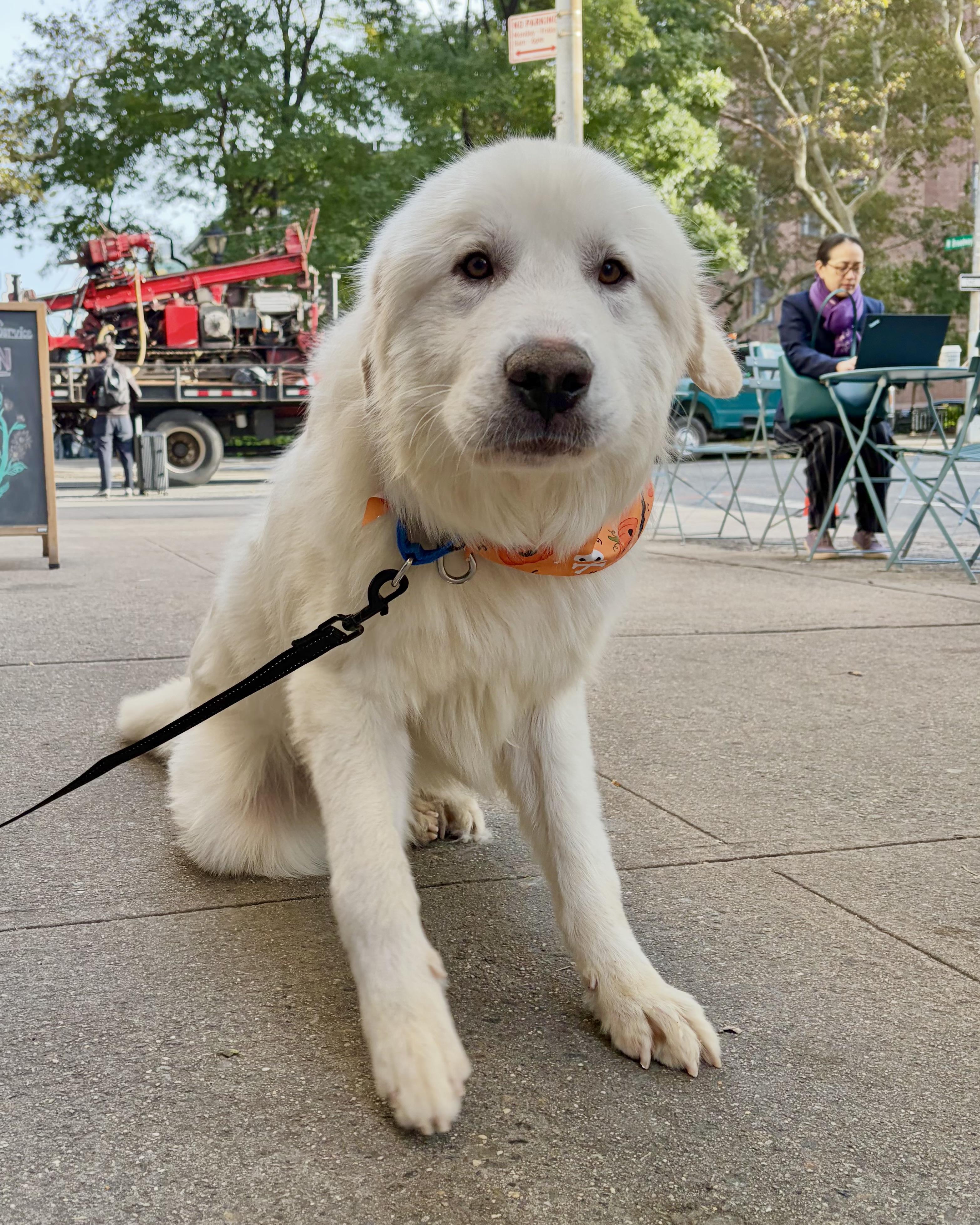 Enlarge Alabaster, a Adoptable mixed breed in New York, NY image 1/6